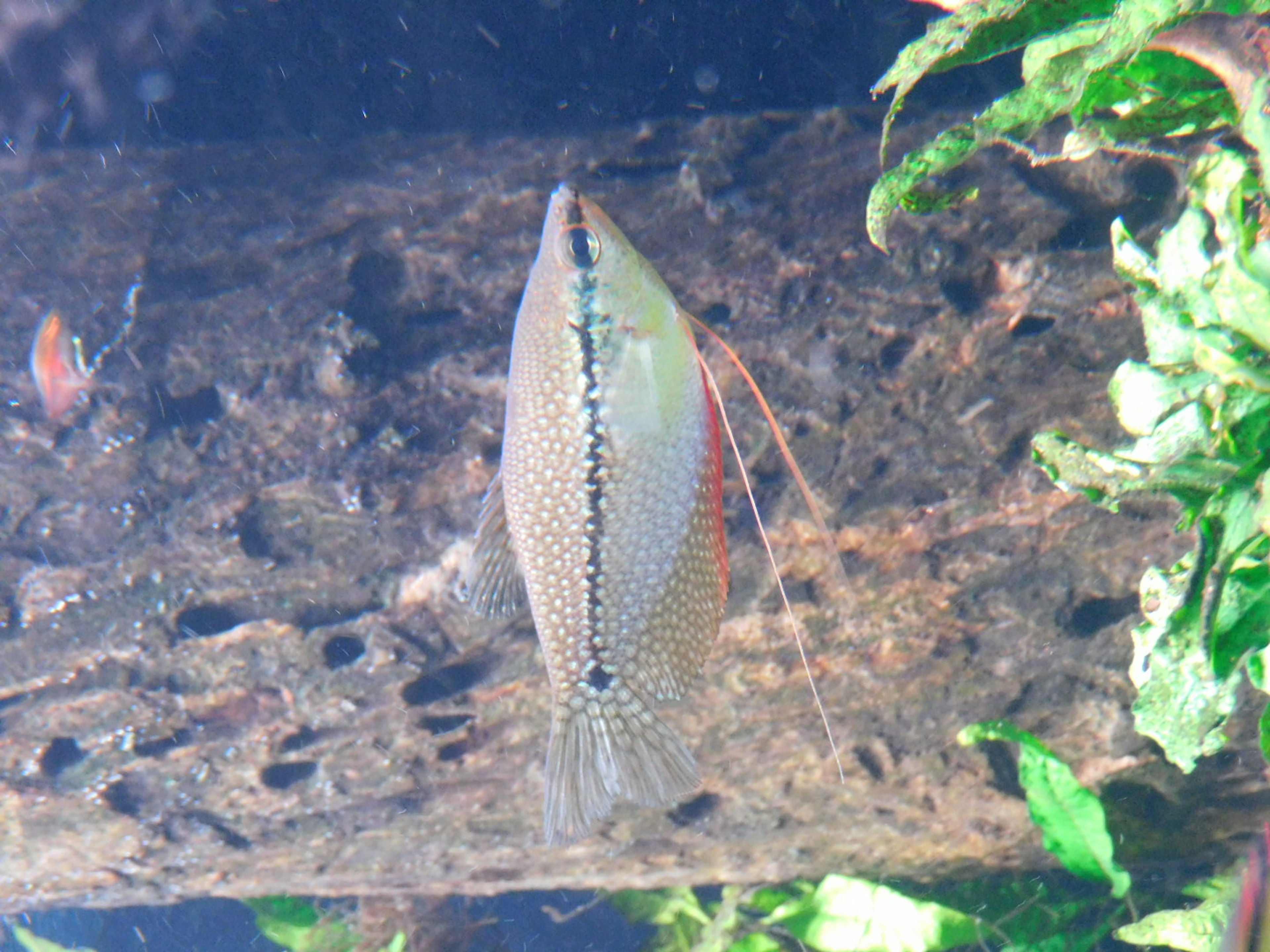 水中の木のログの上にいる魚の画像 魚は細長い体形で色とりどりの模様が特徴