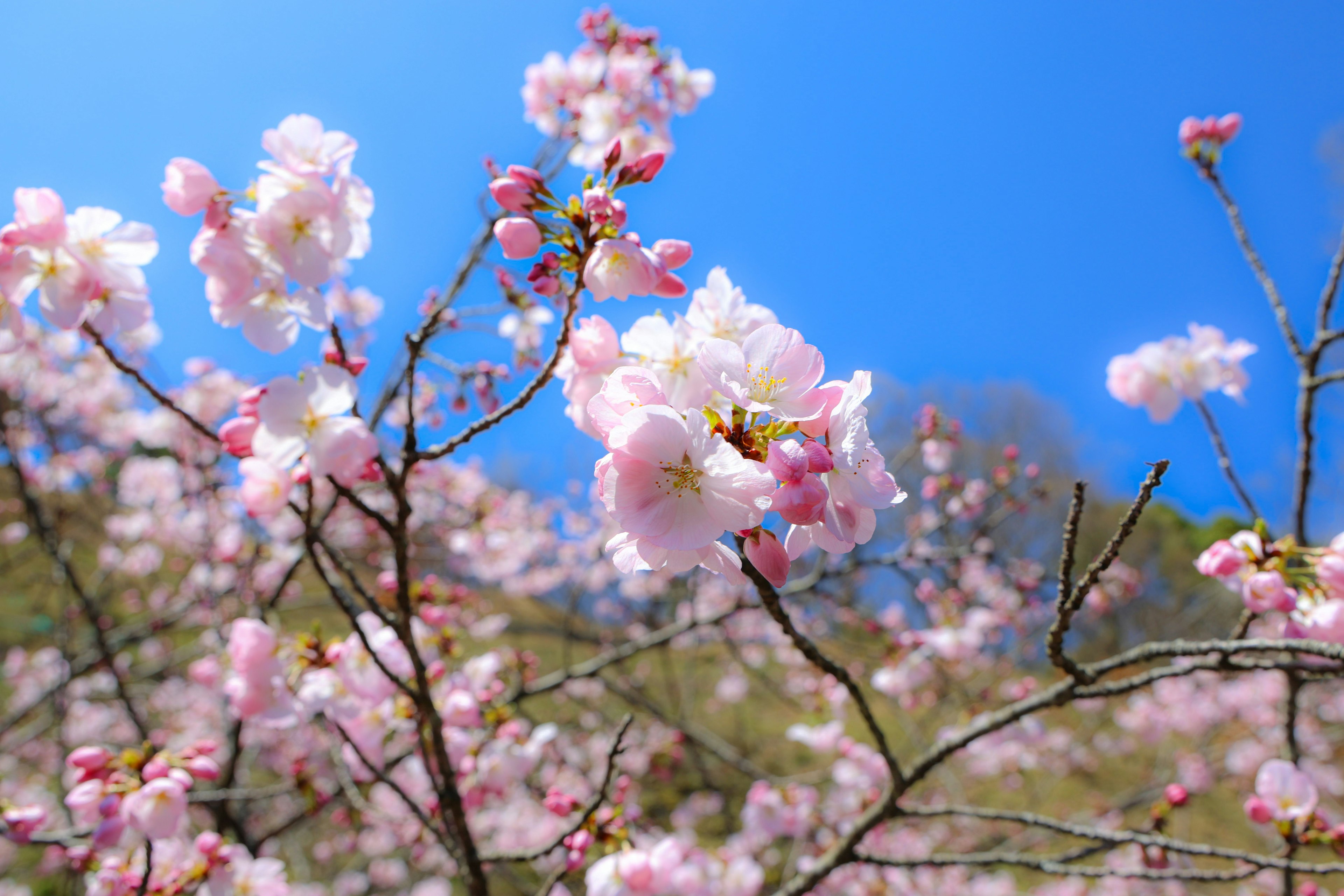 Close-up bunga sakura mekar di bawah langit biru