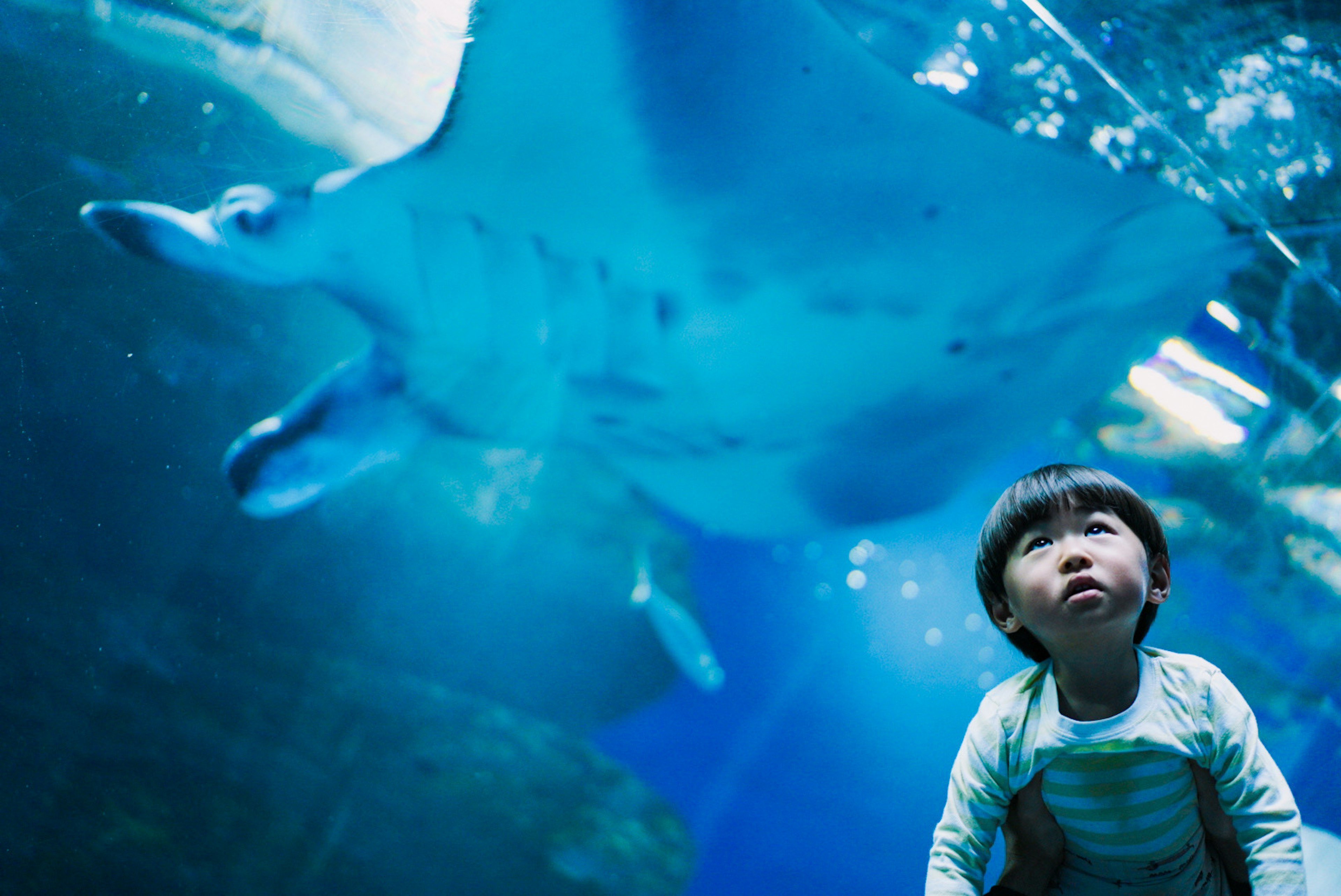 孩子在水族馆仰望魟鱼