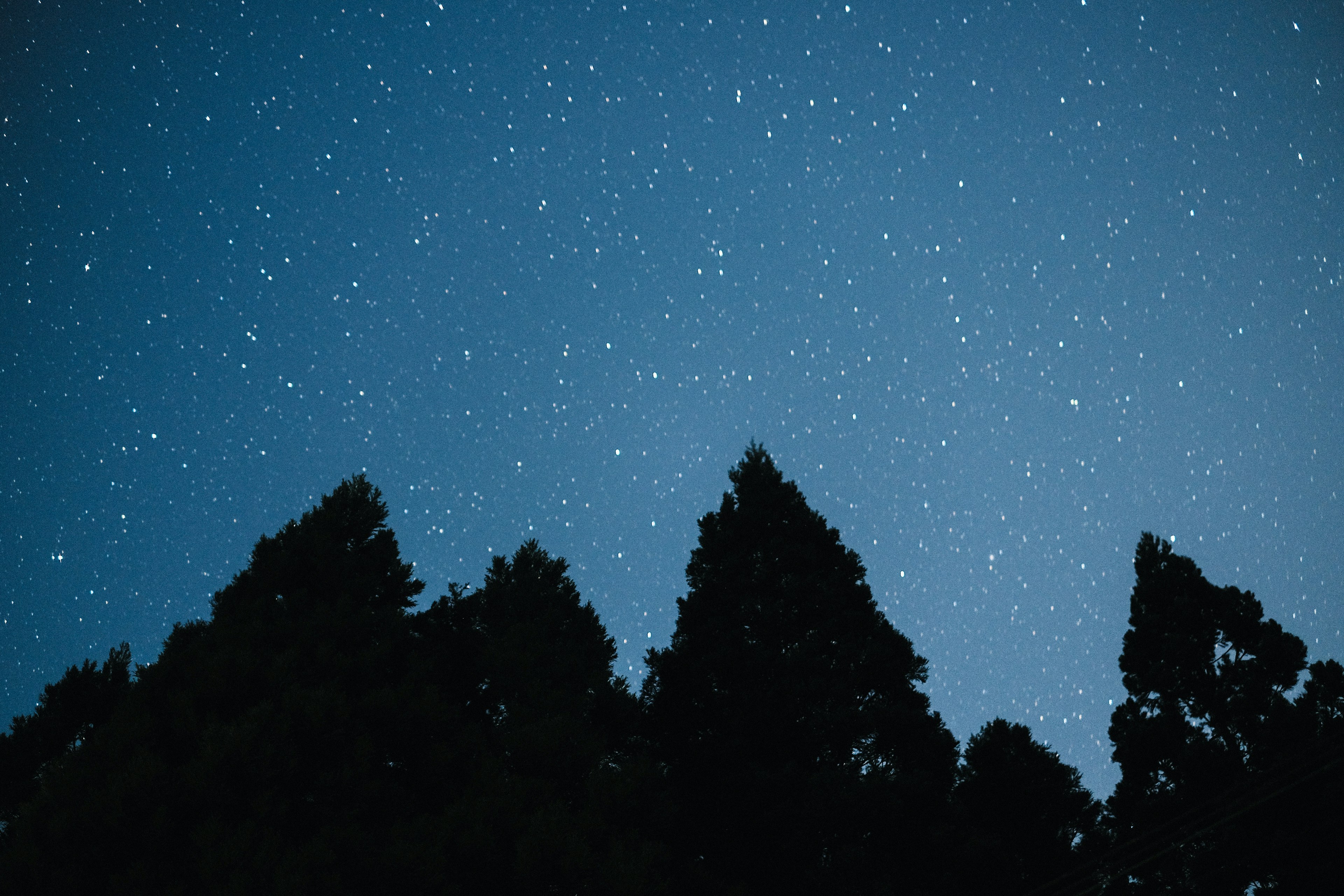 星空とシルエットの木々がある夜の風景