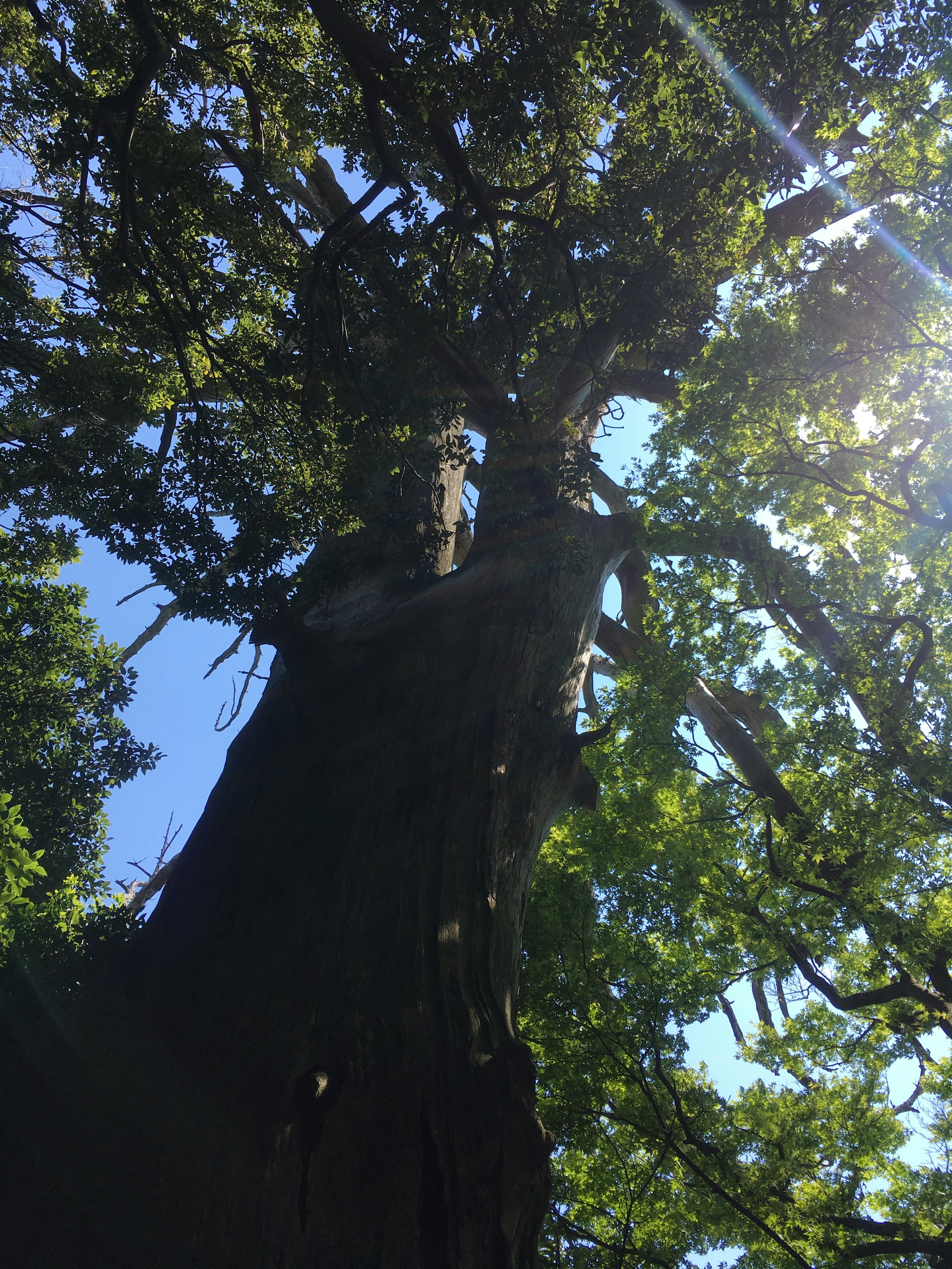 Vista dal basso di un grande albero con foglie verdi vivaci e cielo blu chiaro