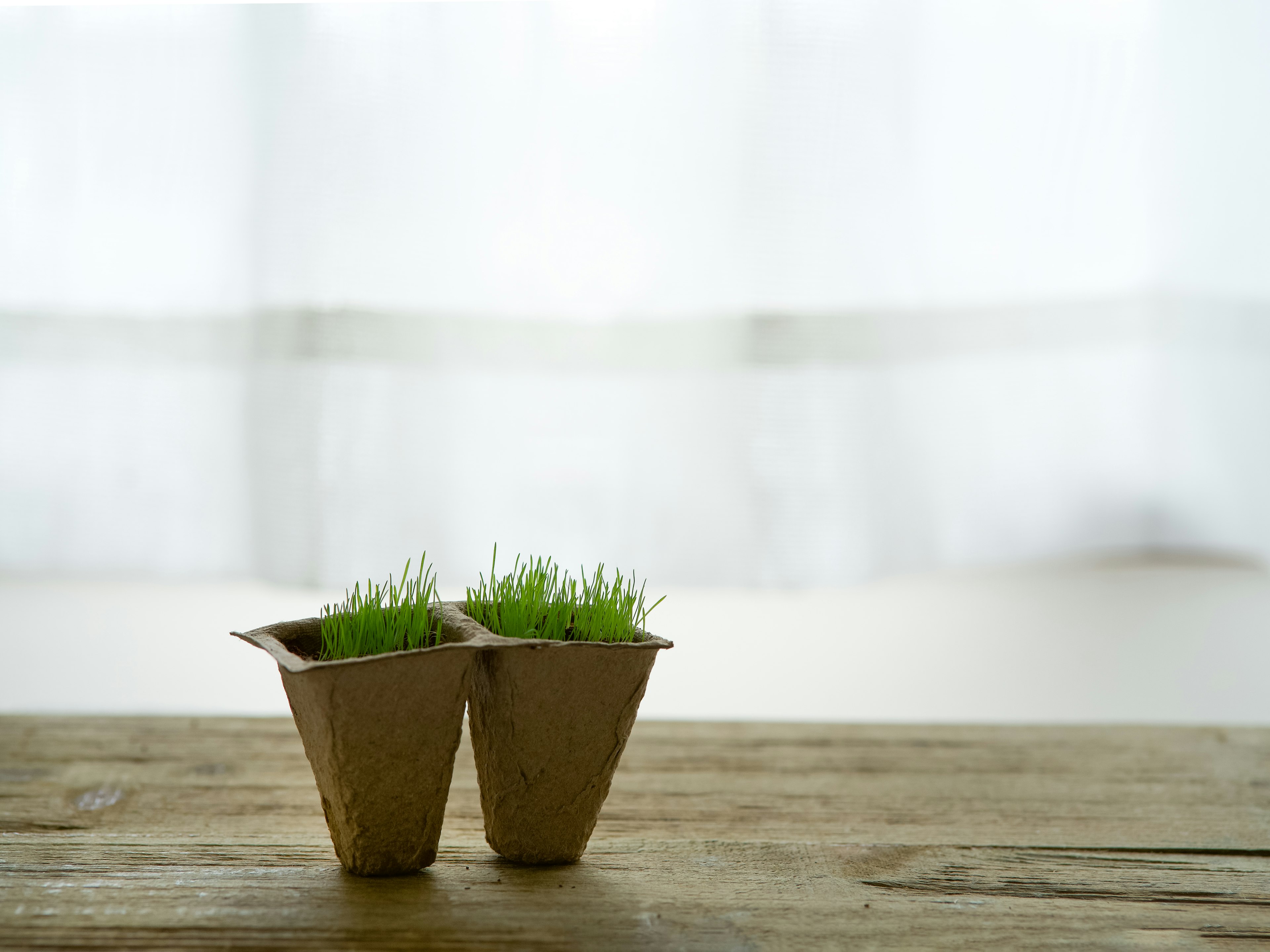 Dua pot kecil dari kertas dengan rumput hijau di atas meja kayu