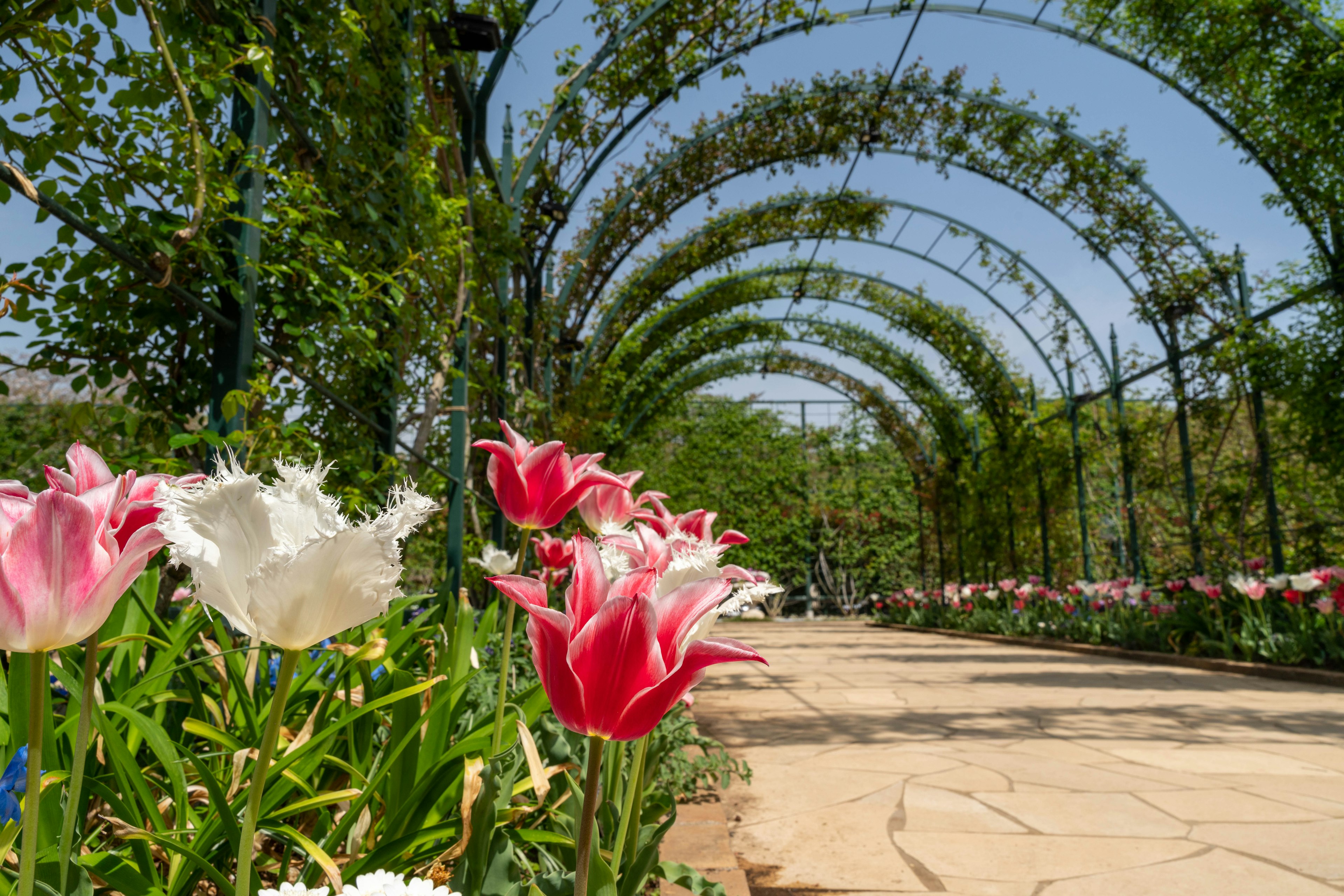 Tulip berwarna-warni mekar di sepanjang jalur taman yang indah