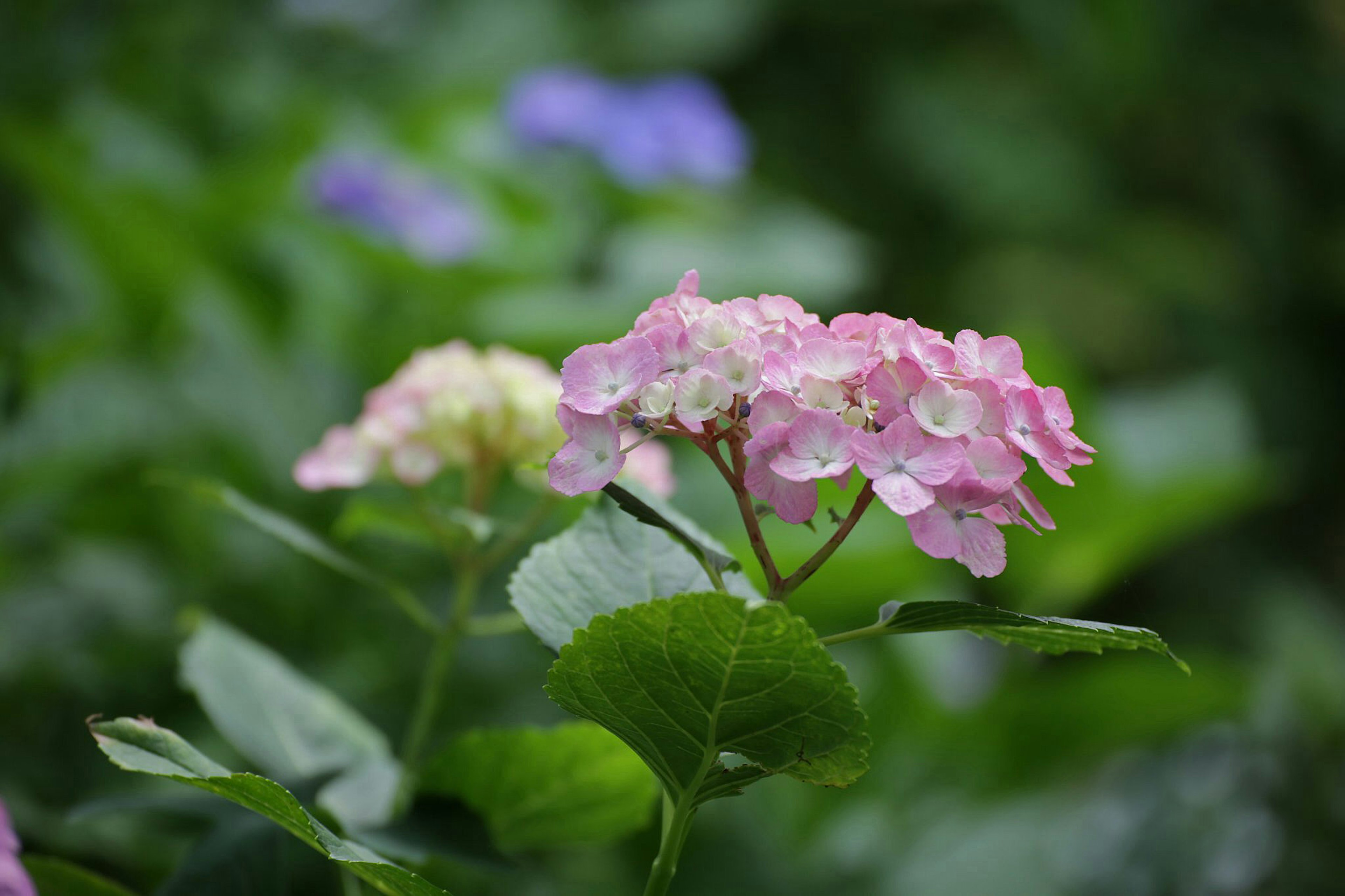 Rosa und gelbe Hortensienblüten umgeben von grünen Blättern