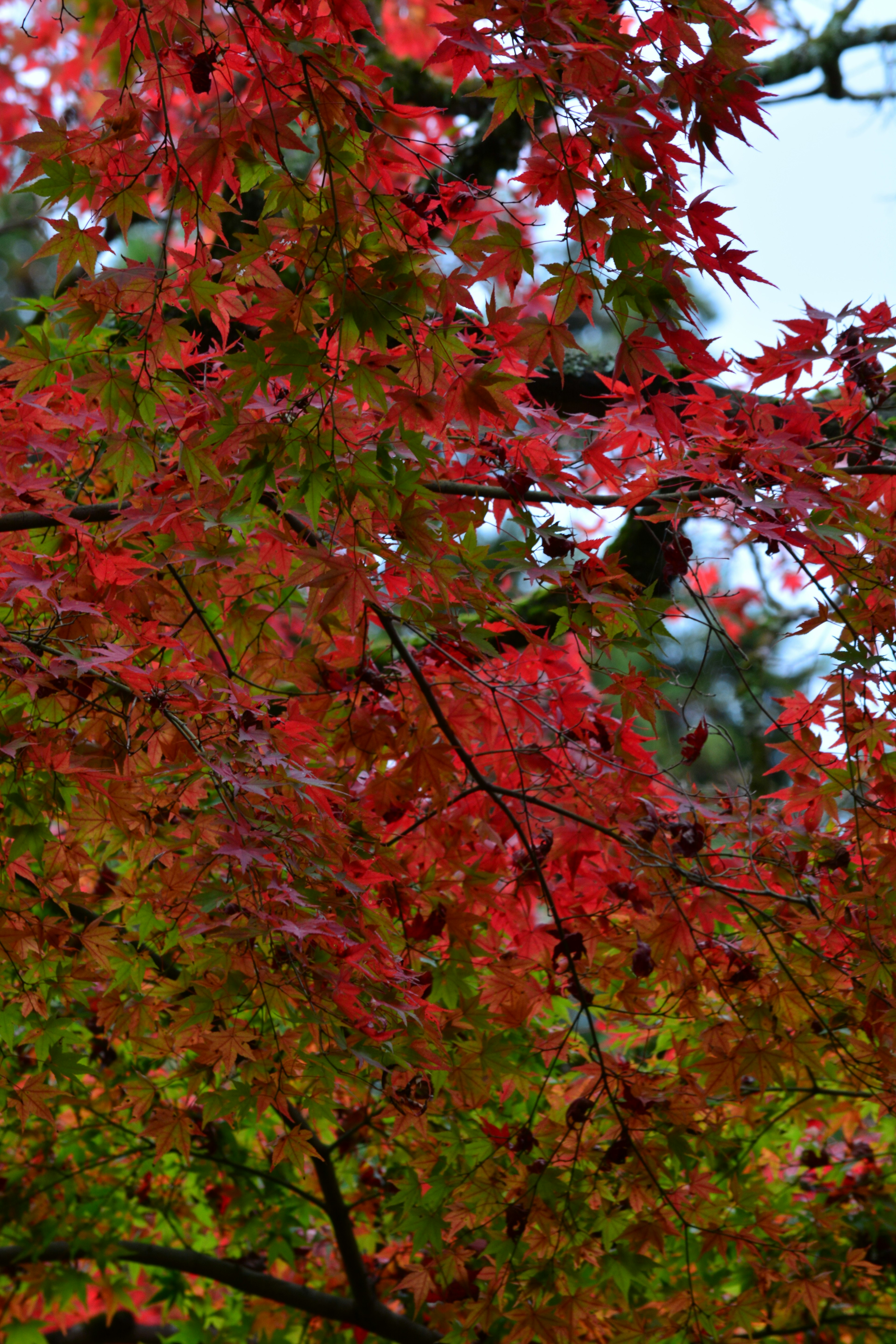 Branches d'un arbre ornées de feuilles d'automne rouges et vertes vibrantes