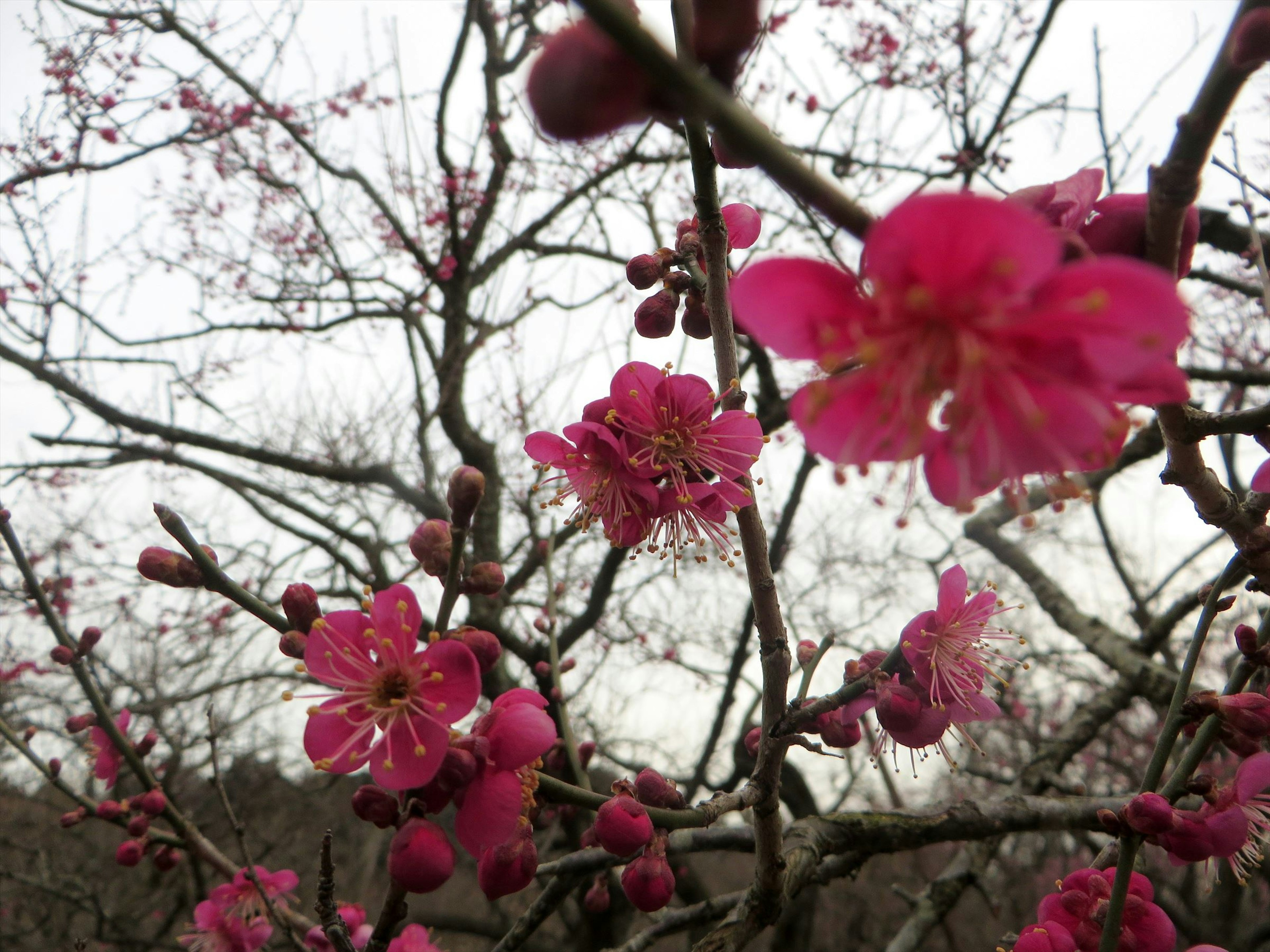 Close-up of tree branches with blooming pink flowers