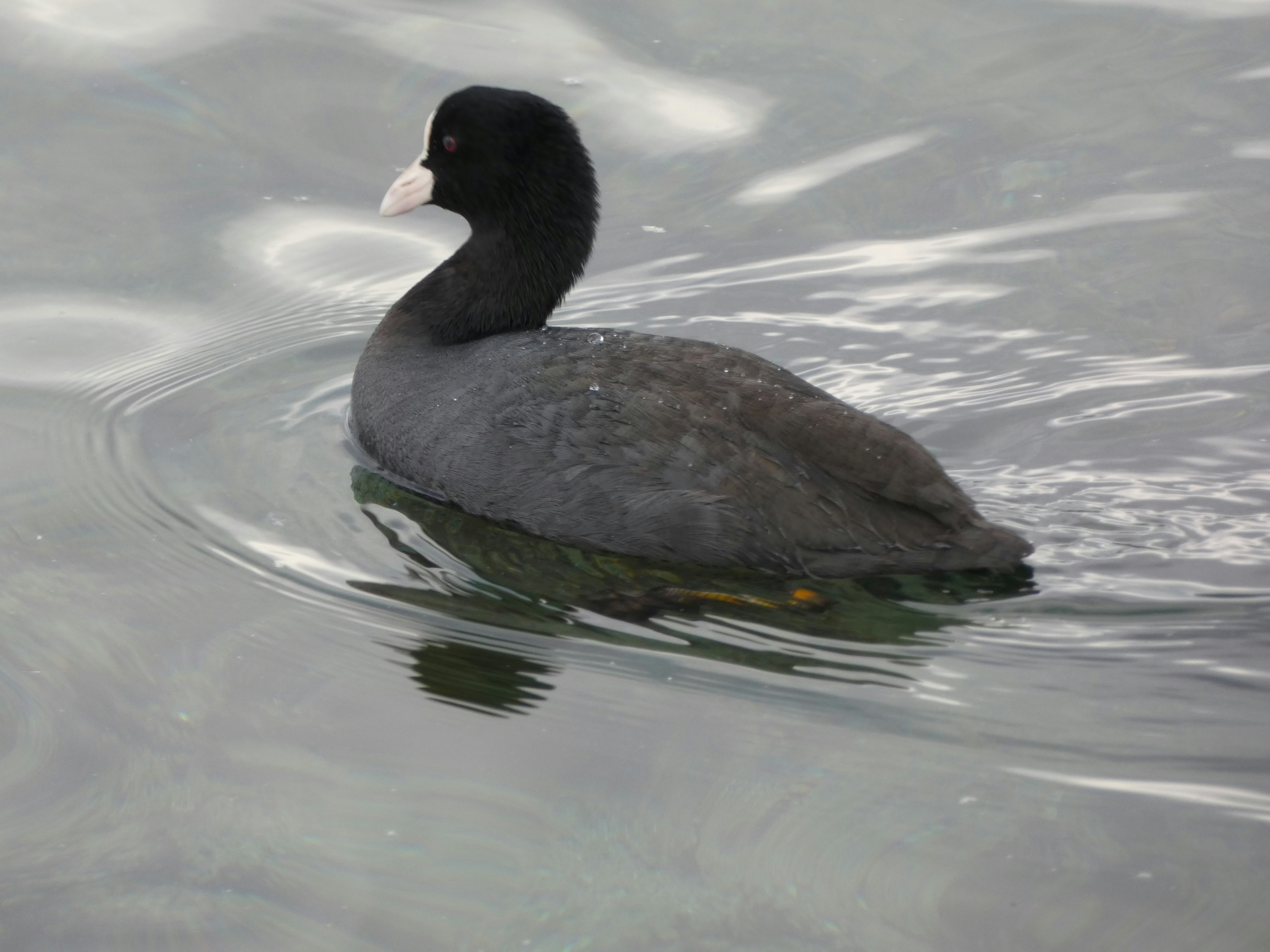 Ein Blässhuhn, das auf dem Wasser schwimmt, mit schwarzem Kopf und grauem Körper