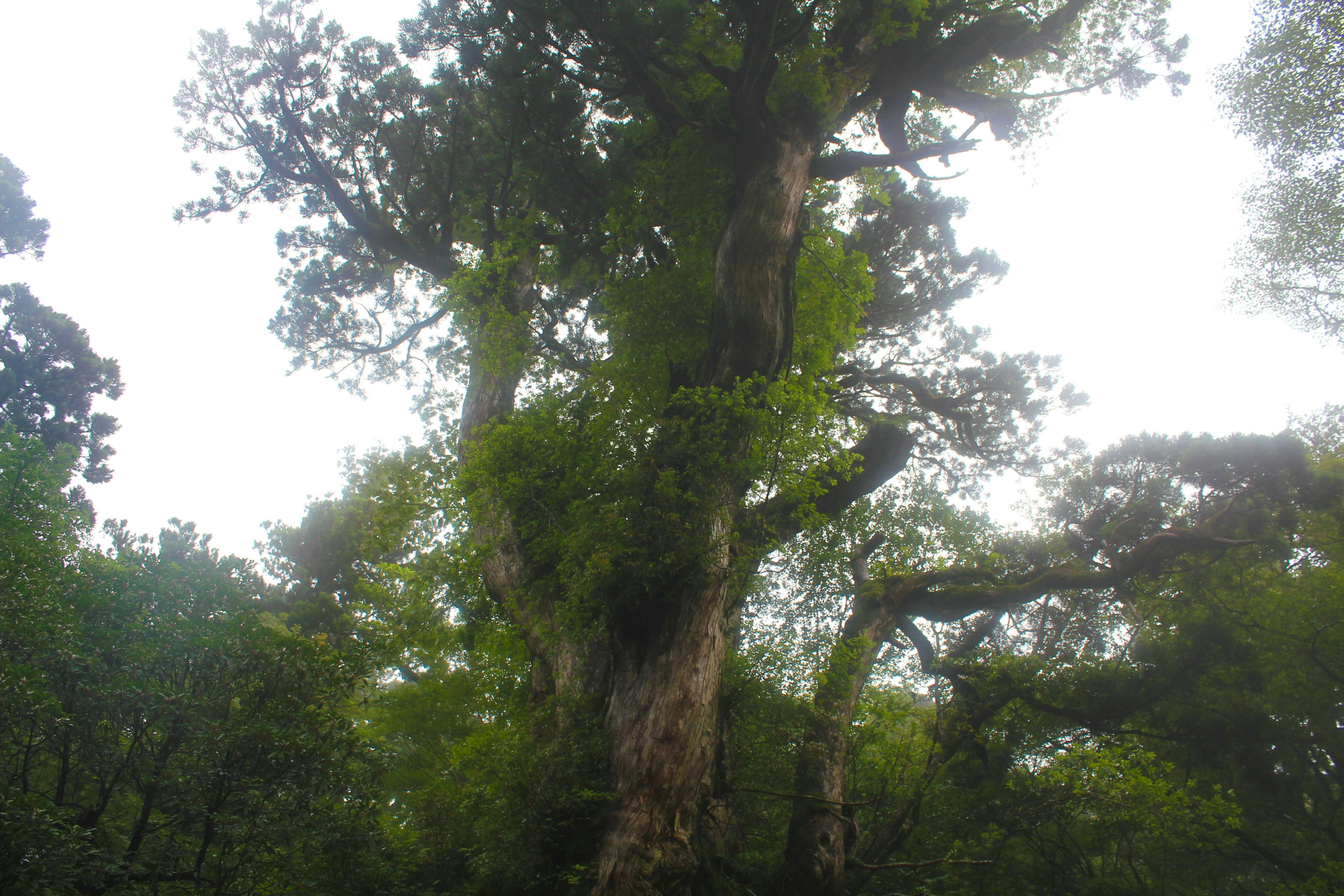 Grand arbre entouré d'une forêt luxuriante