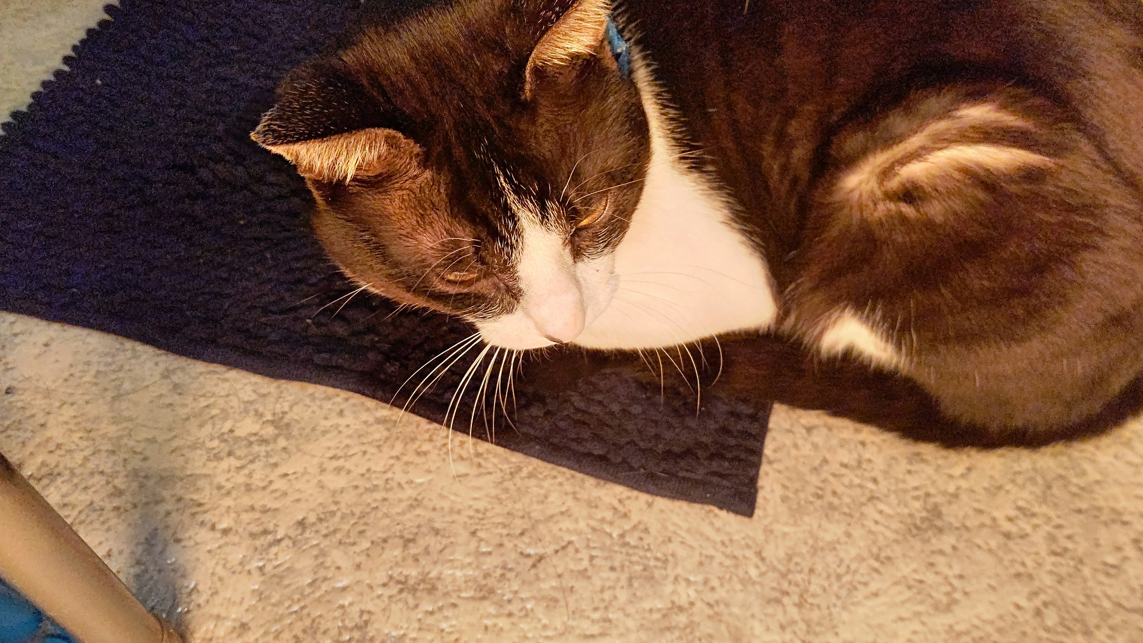 Brown and white cat curled up sleeping on a blanket