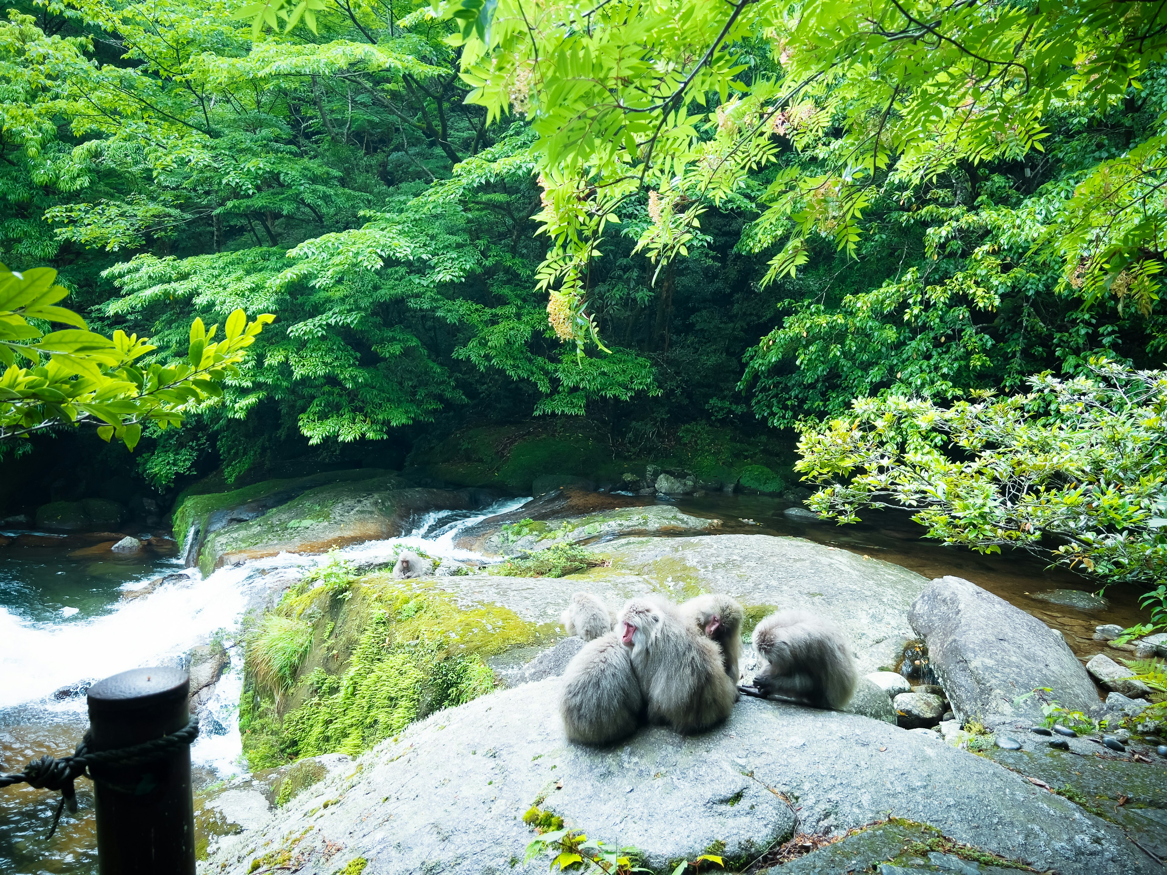 三只猴子坐在繁茂的绿色森林中的岩石上，旁边是流淌的河流