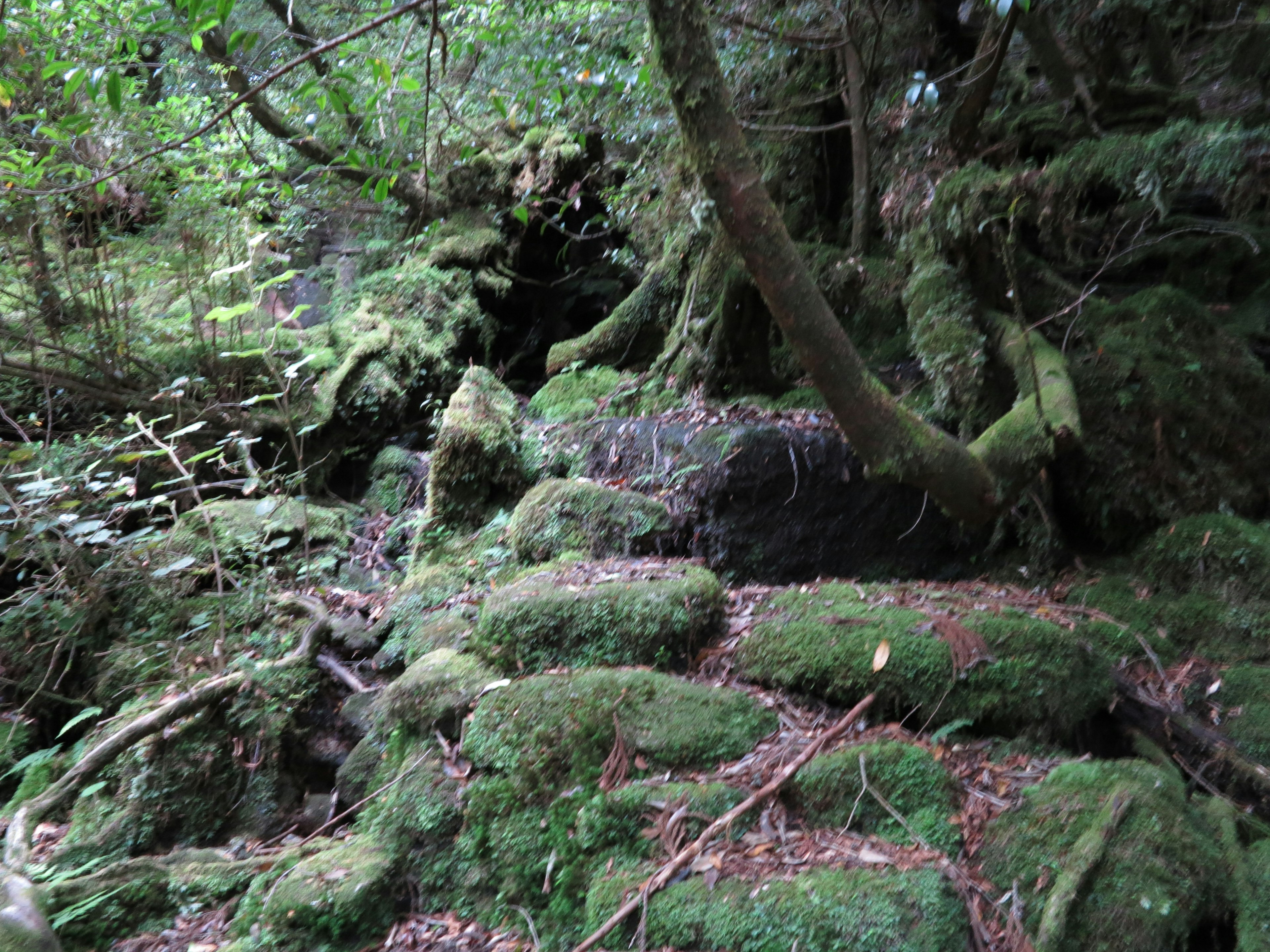 Rochers couverts de mousse et racines d'arbres dans une forêt verte luxuriante