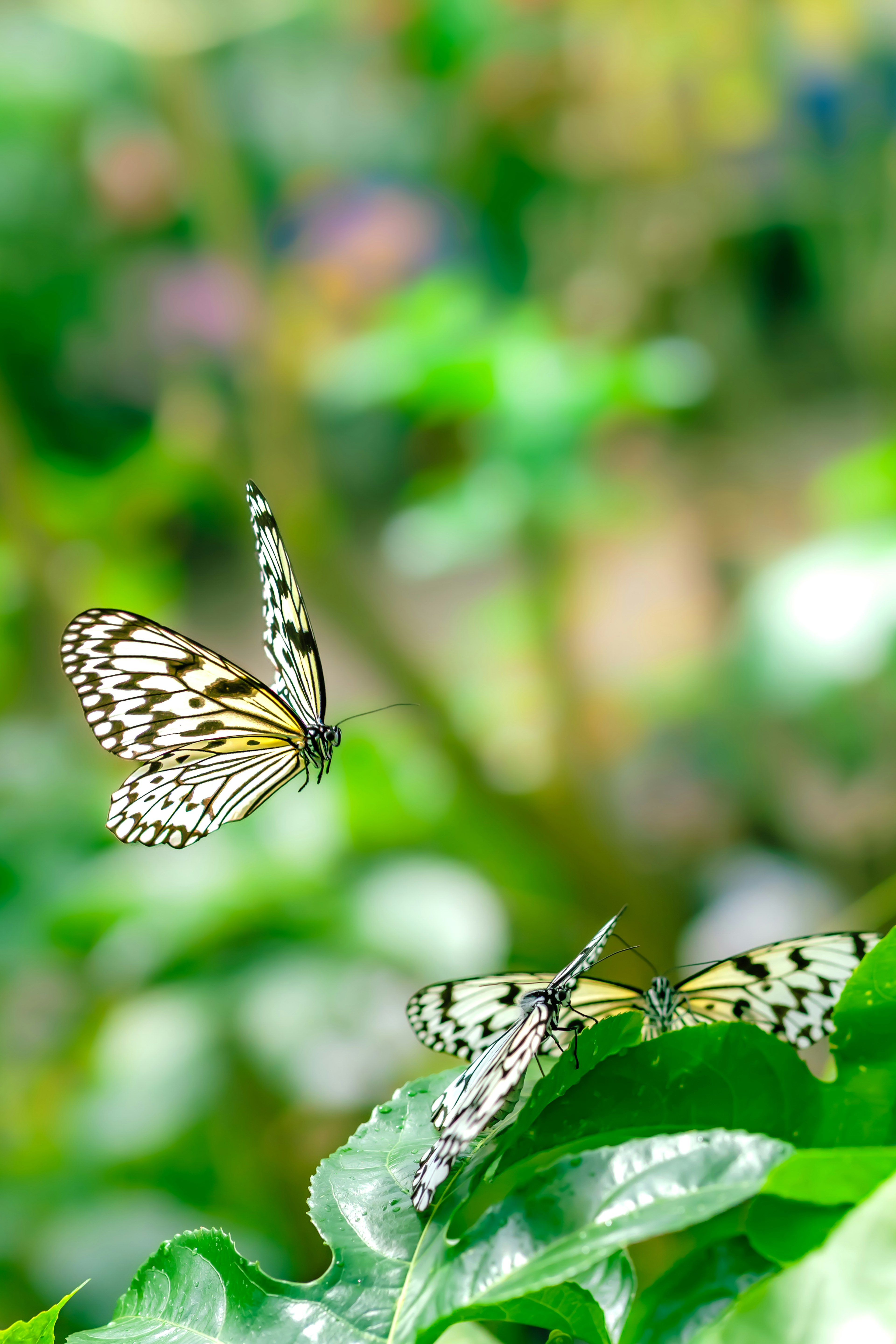 Several black and white butterflies flying above green leaves