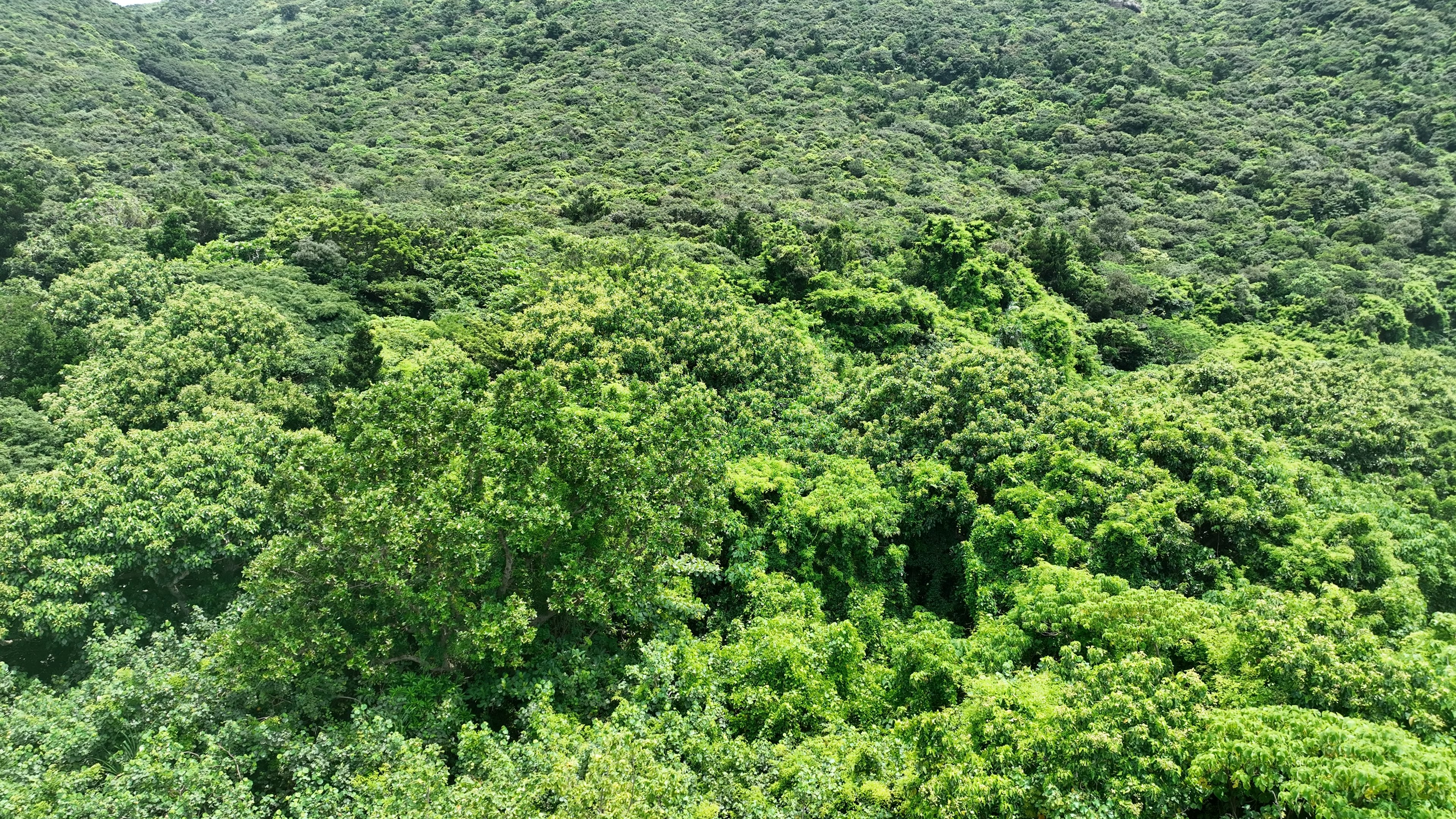 Hutan hijau lebat yang meliputi perbukitan bergelombang dengan dedaunan lebat