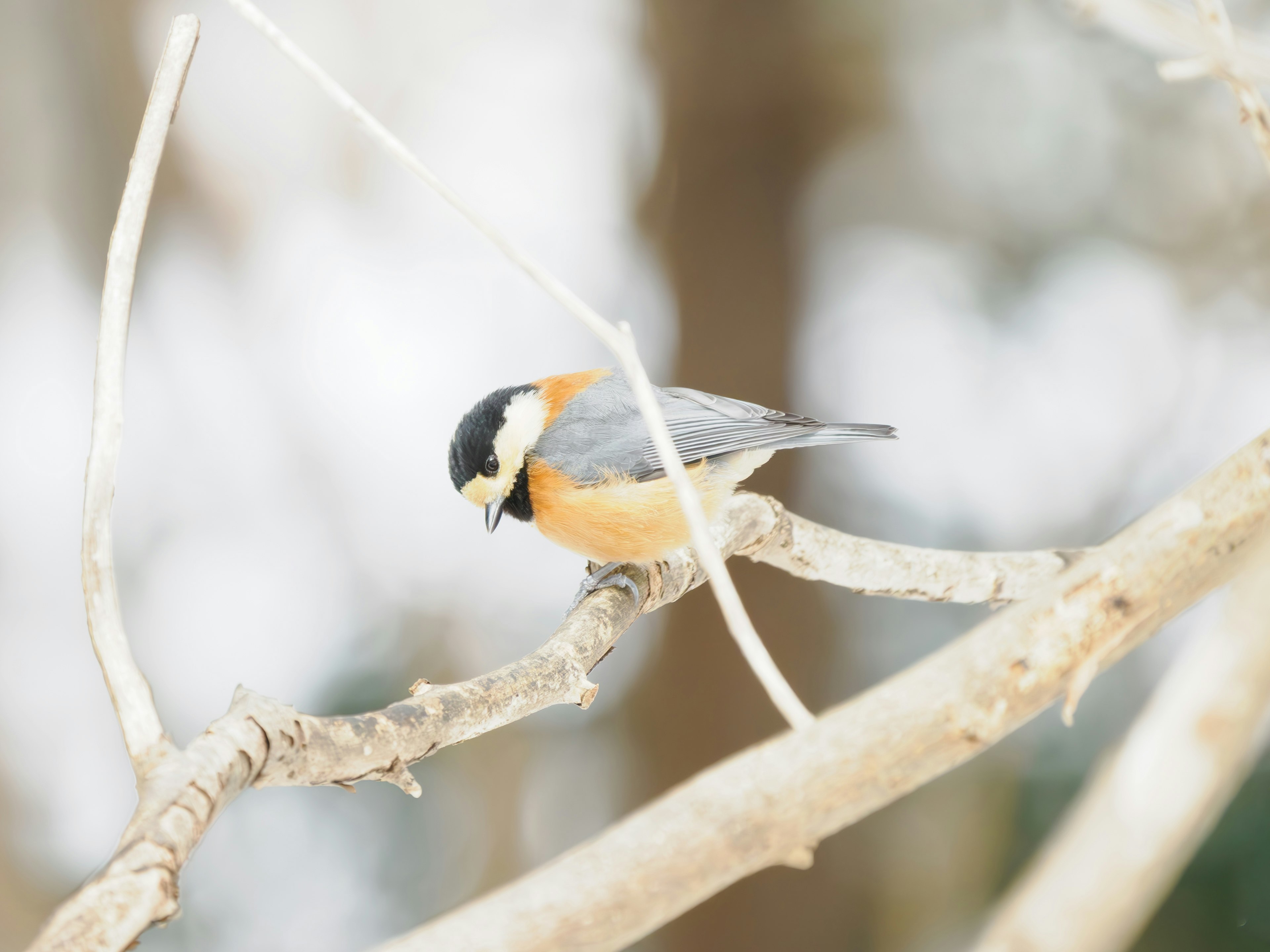 Ein kleiner Vogel mit orangefarbener Brust, der auf einem Ast sitzt