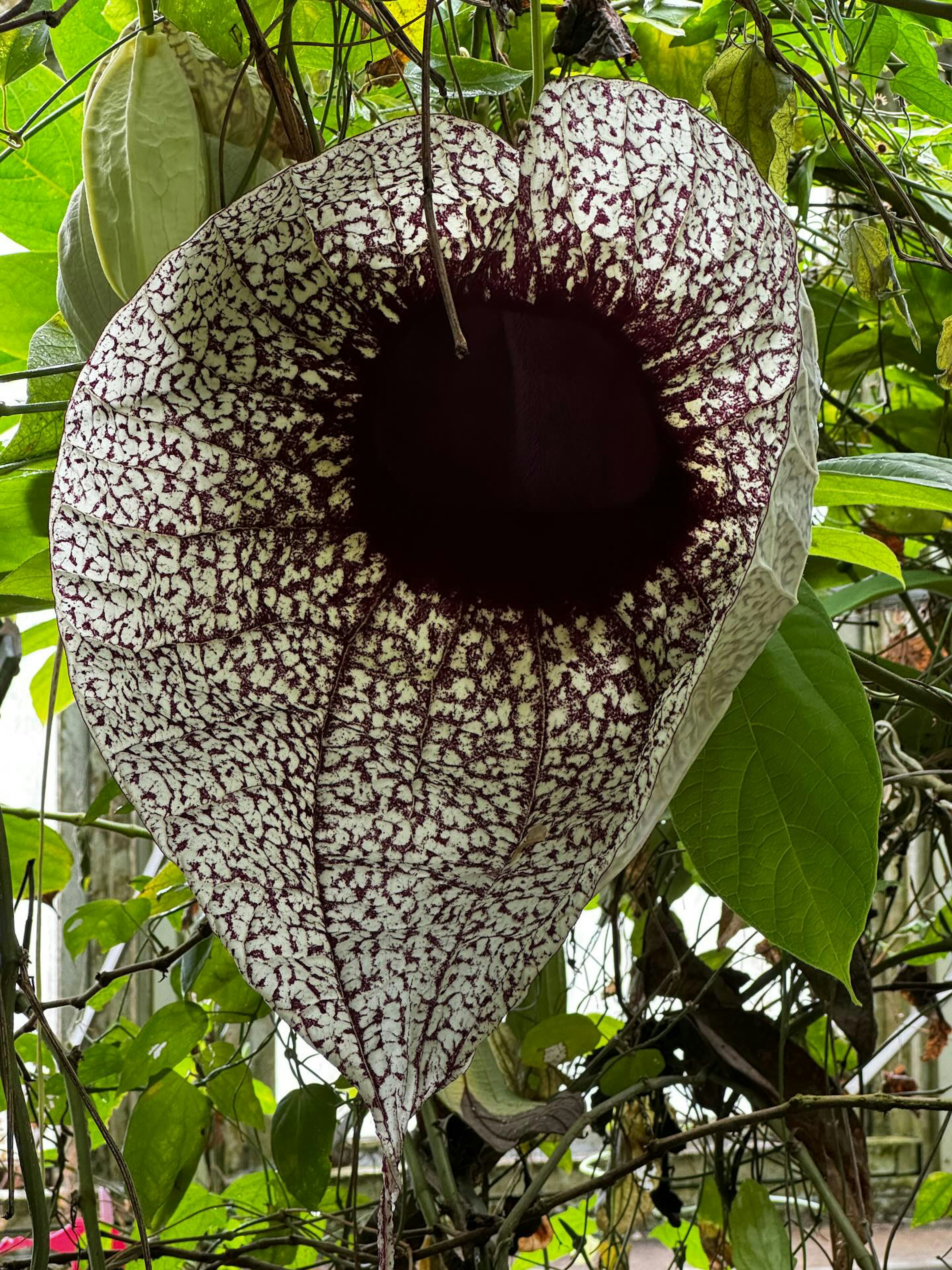 Large heart-shaped flower with unique patterns dark purple inside surrounded by green leaves