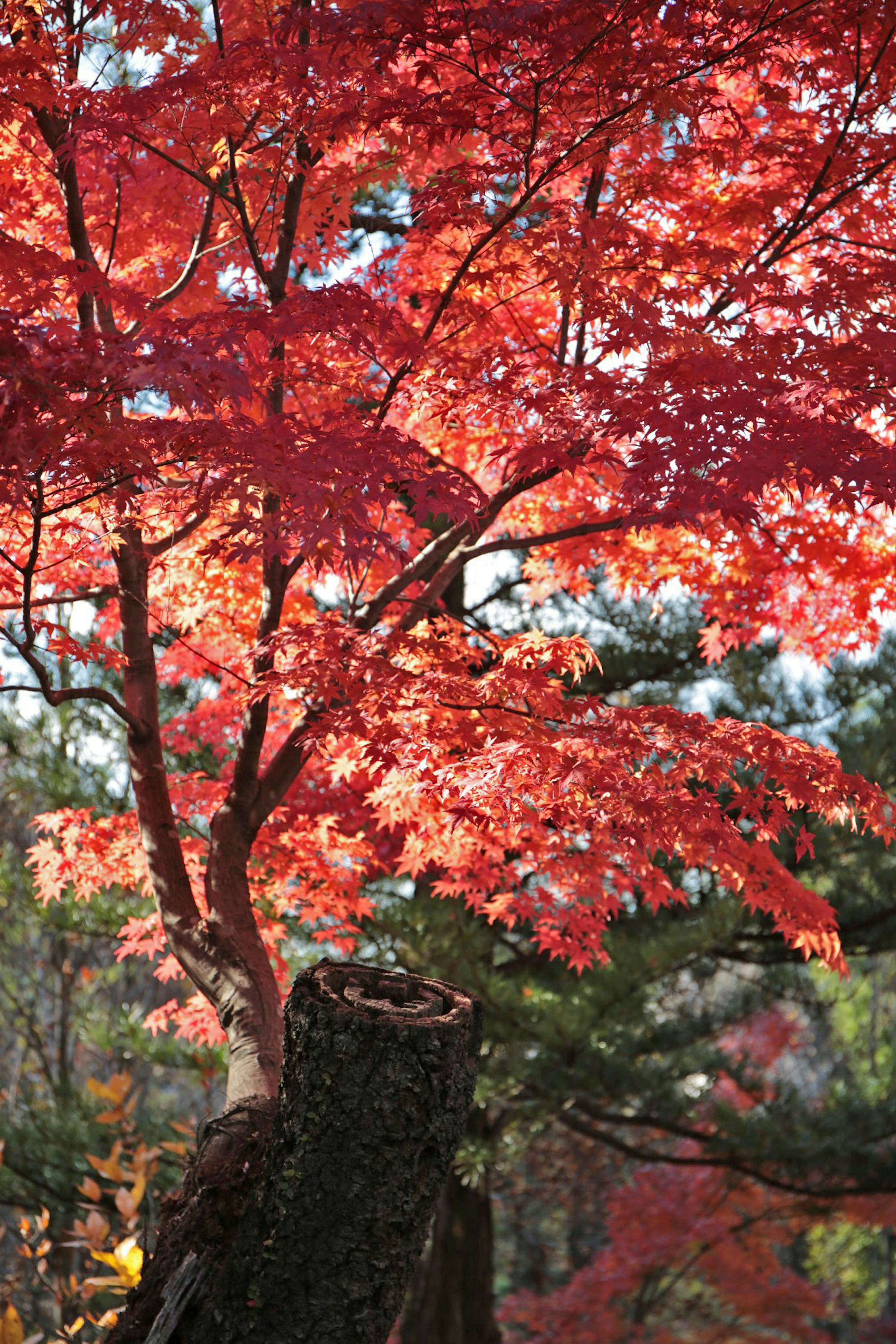 Daun maple merah cerah dengan tunggul pohon