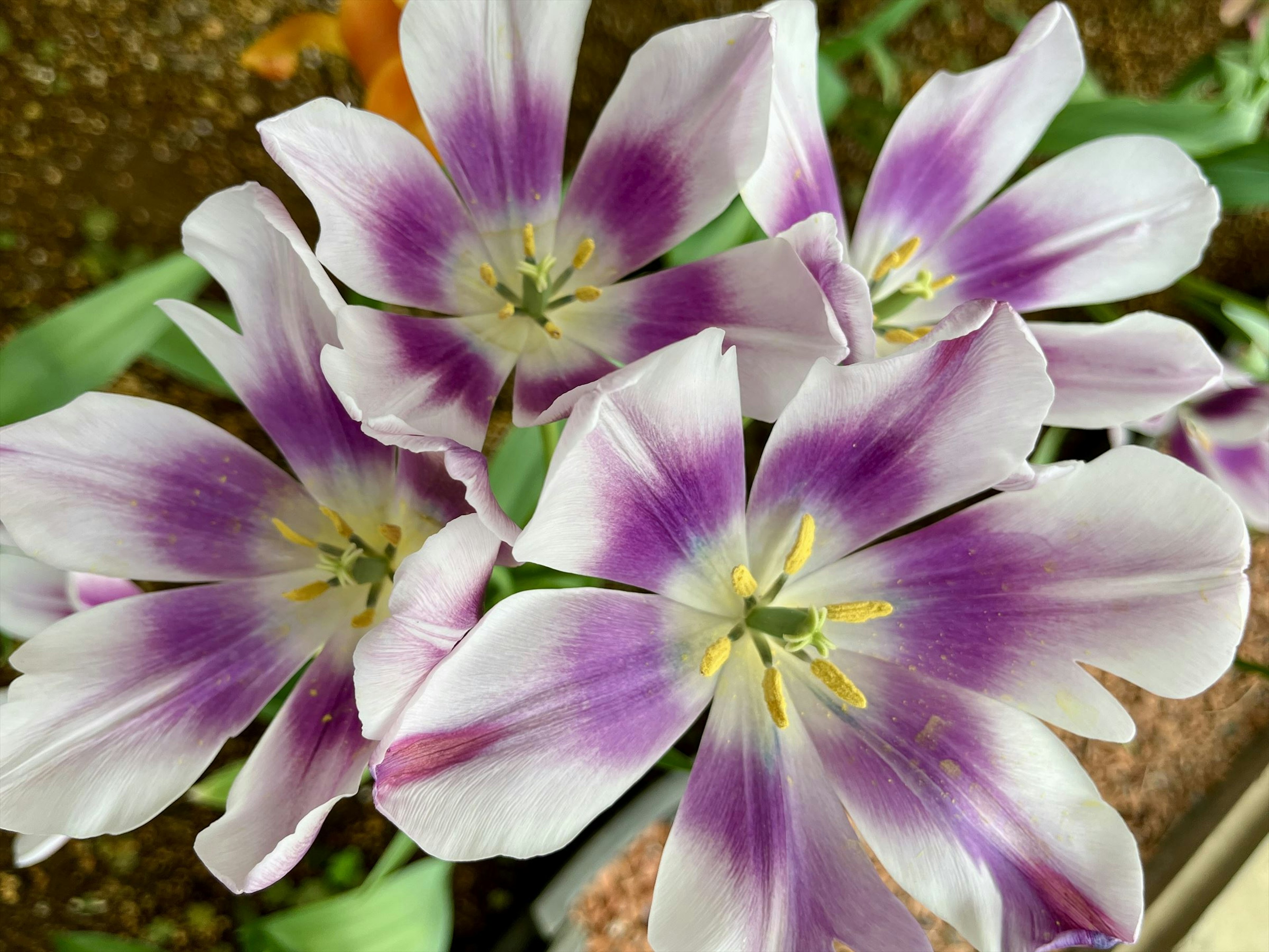 紫と白の美しいチューリップの花束