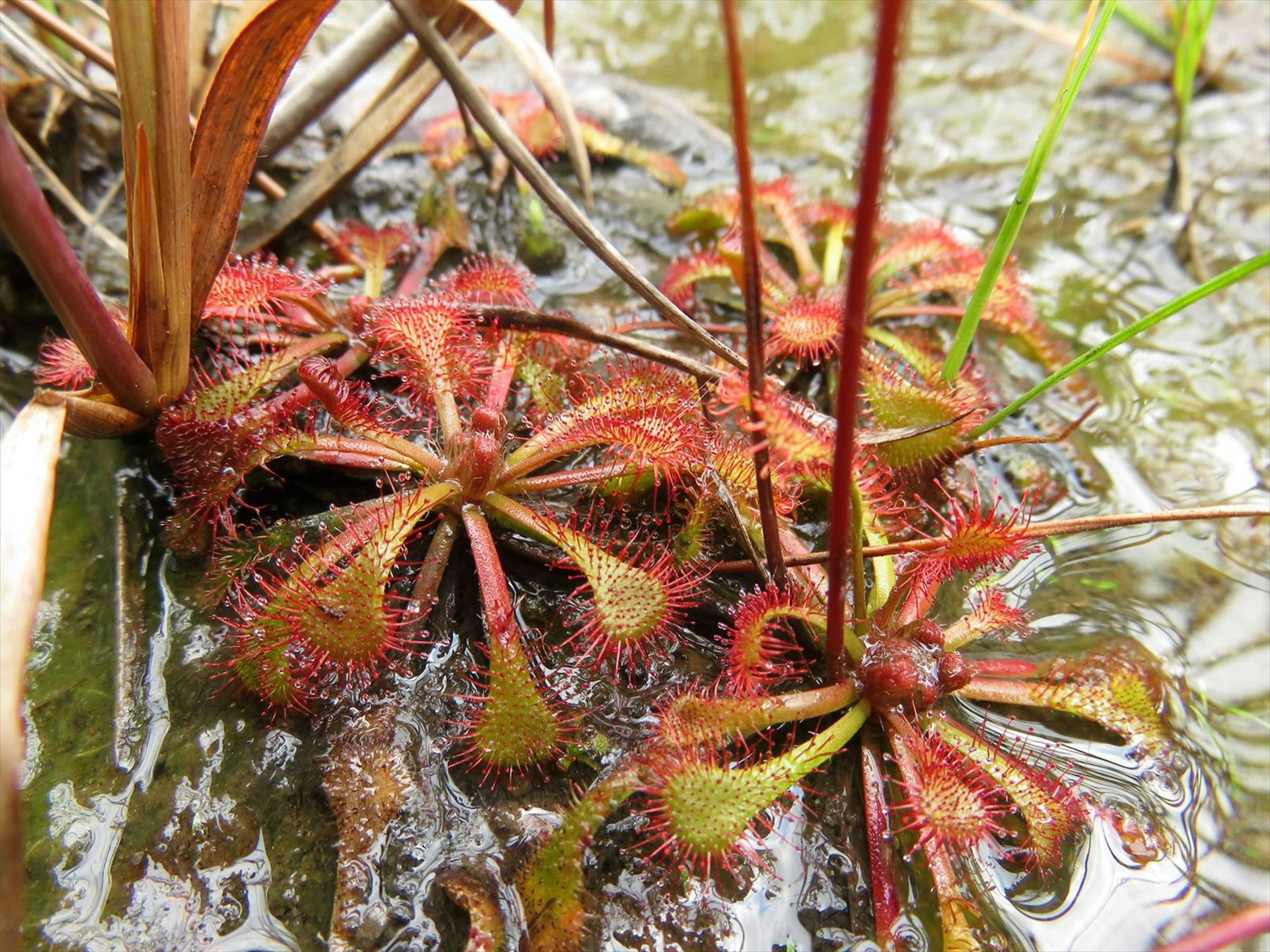 Una planta carnívora conocida como rocío del sol que prospera en condiciones de humedal