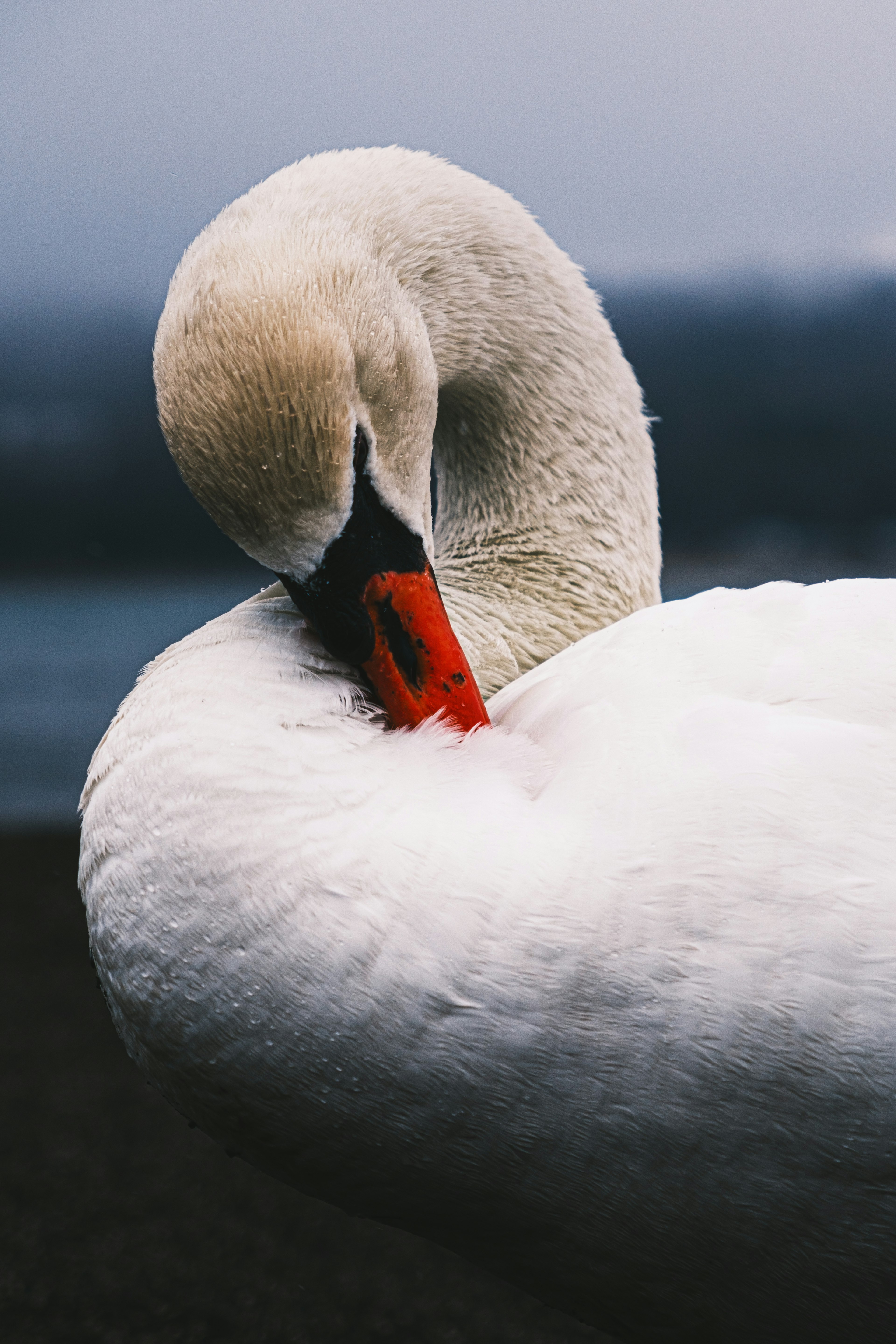 Close-up of a swan resting its head on its body with a calm water background