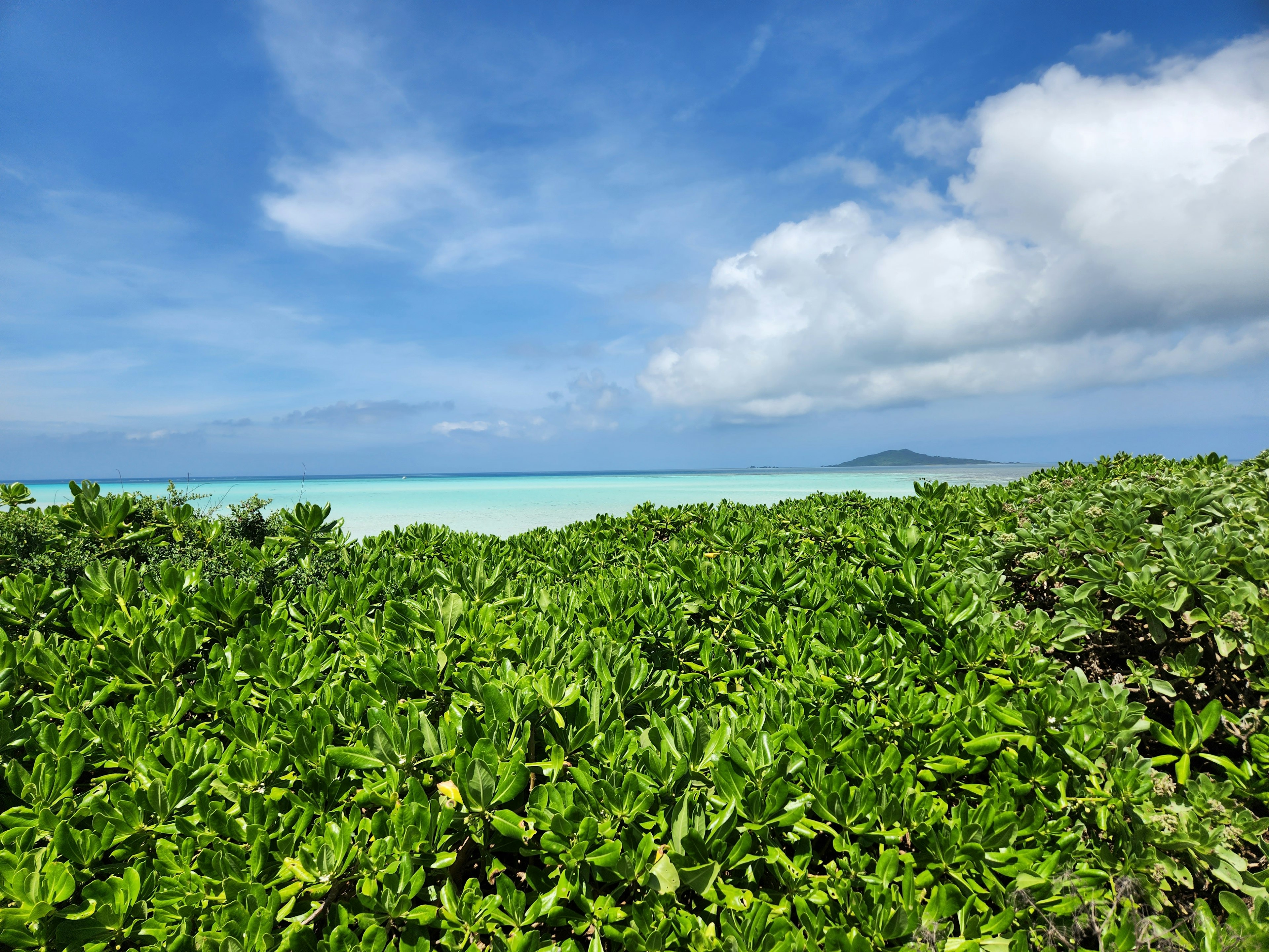 Vegetación verde exuberante que domina un mar turquesa bajo un cielo azul