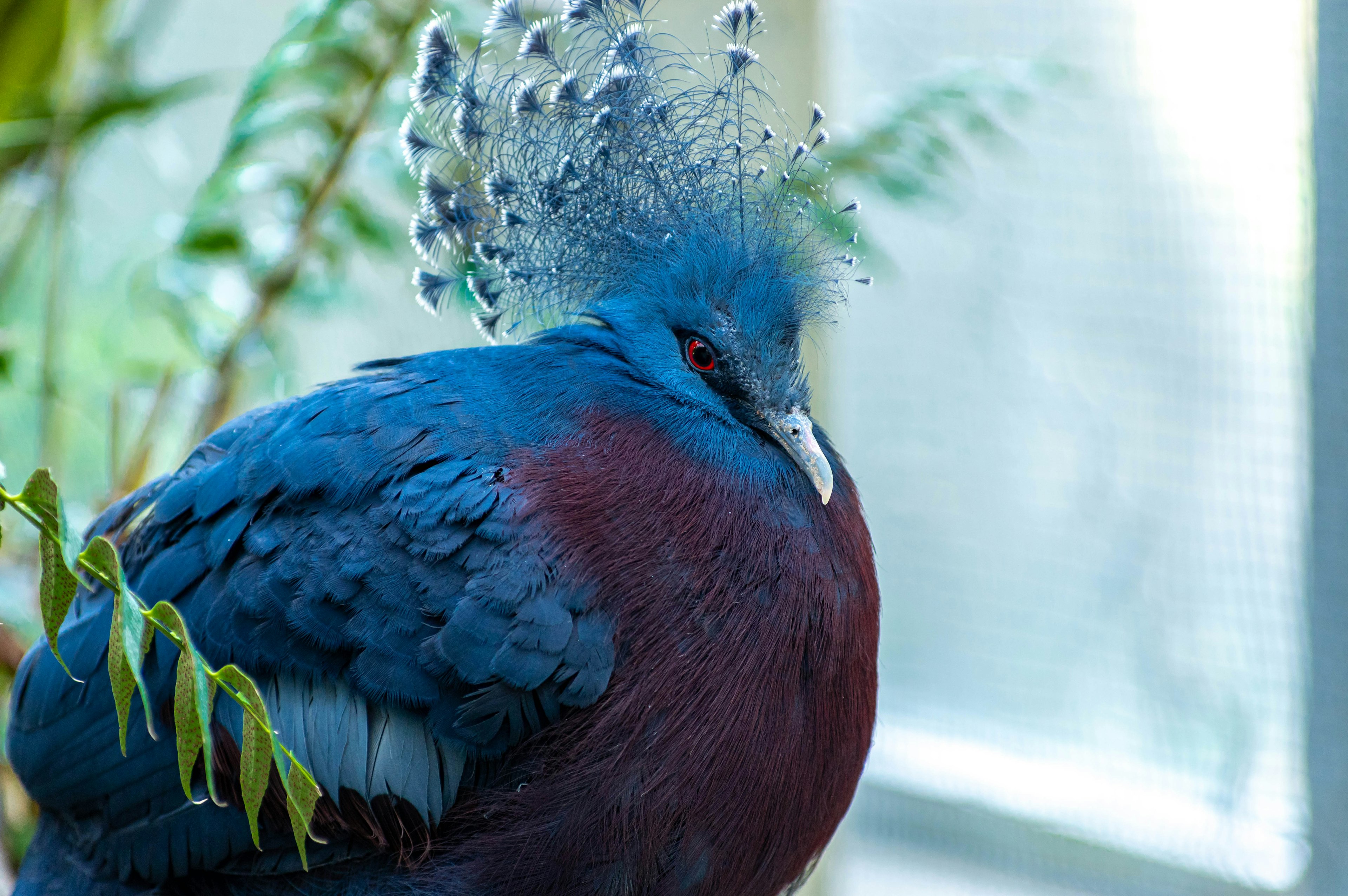 Ein Vogel mit schönen blauen und roten Federn, der zwischen Blättern sitzt