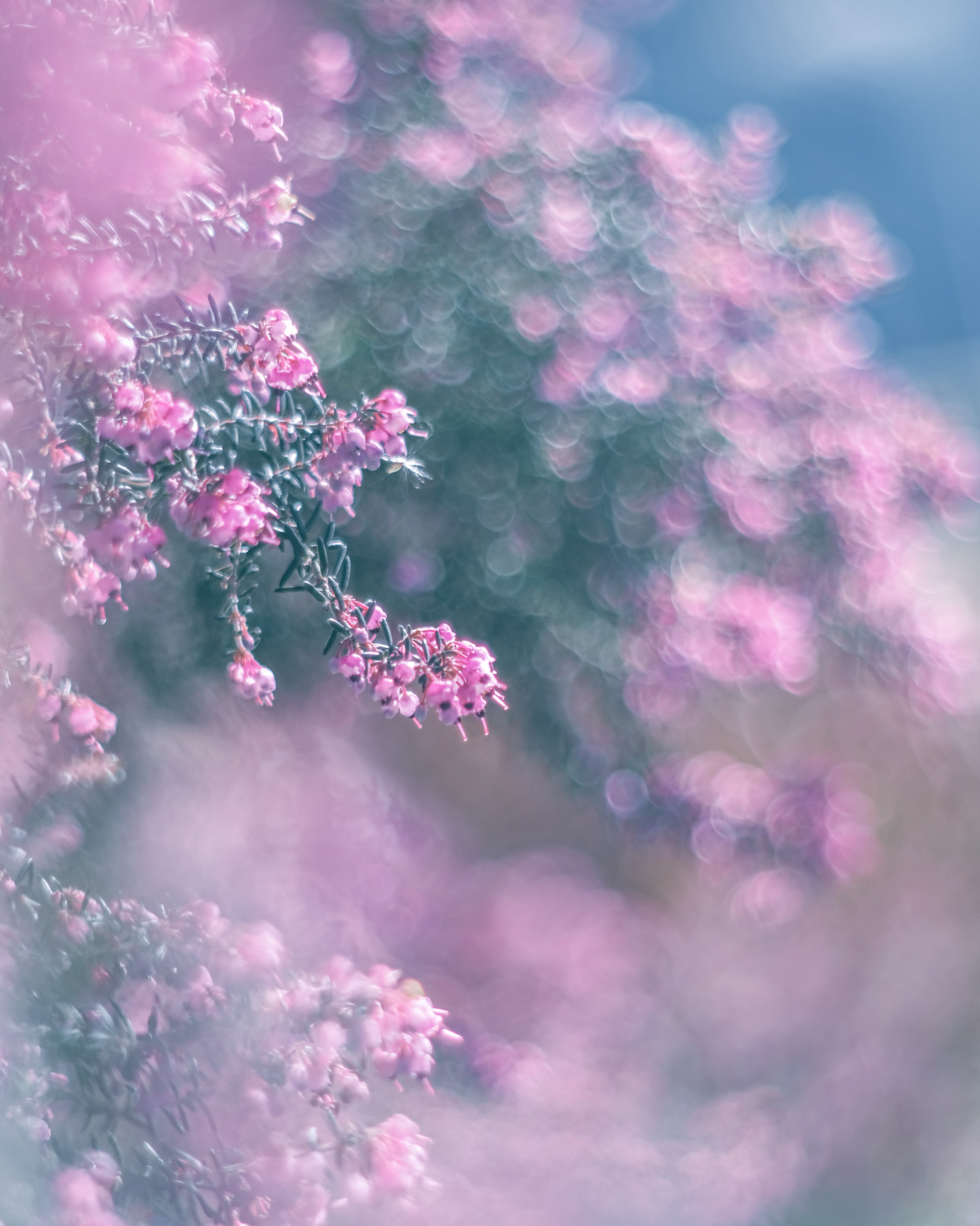 Blurred background featuring blooming pink flowers