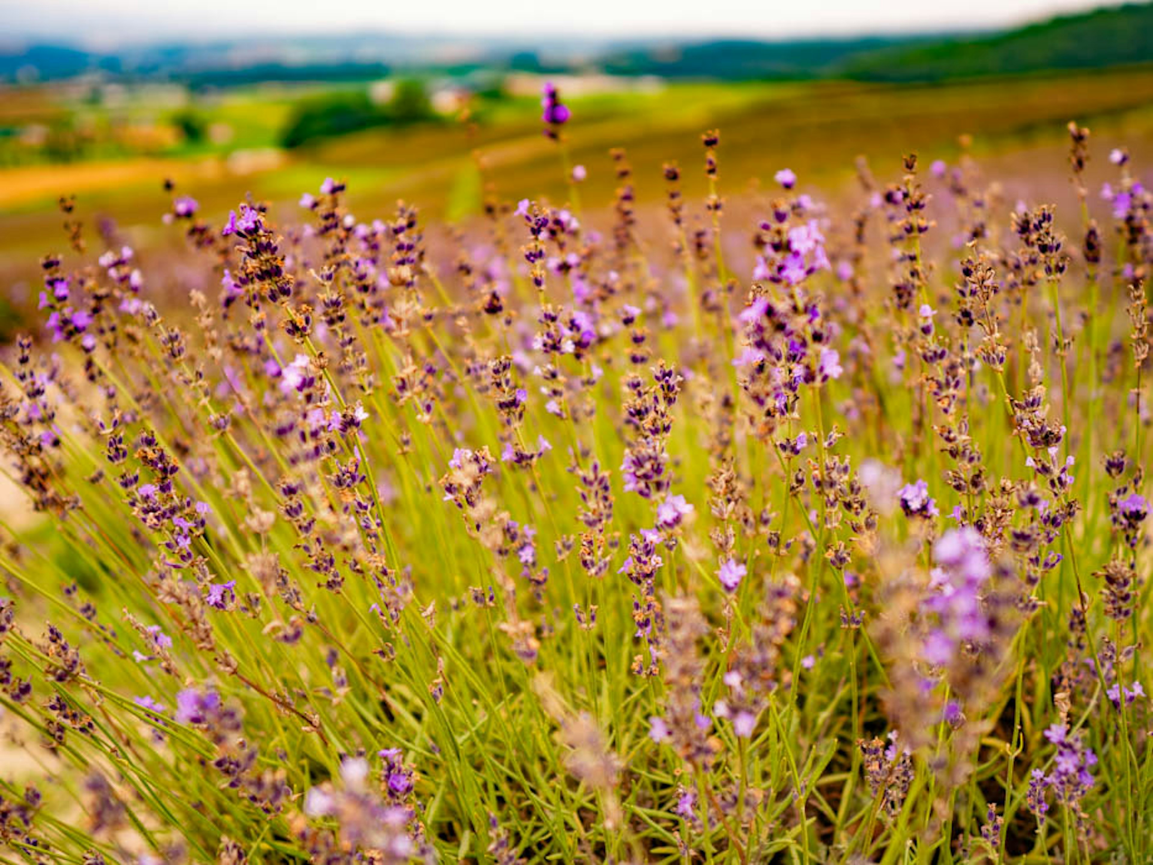 Beautiful landscape with blooming purple lavender