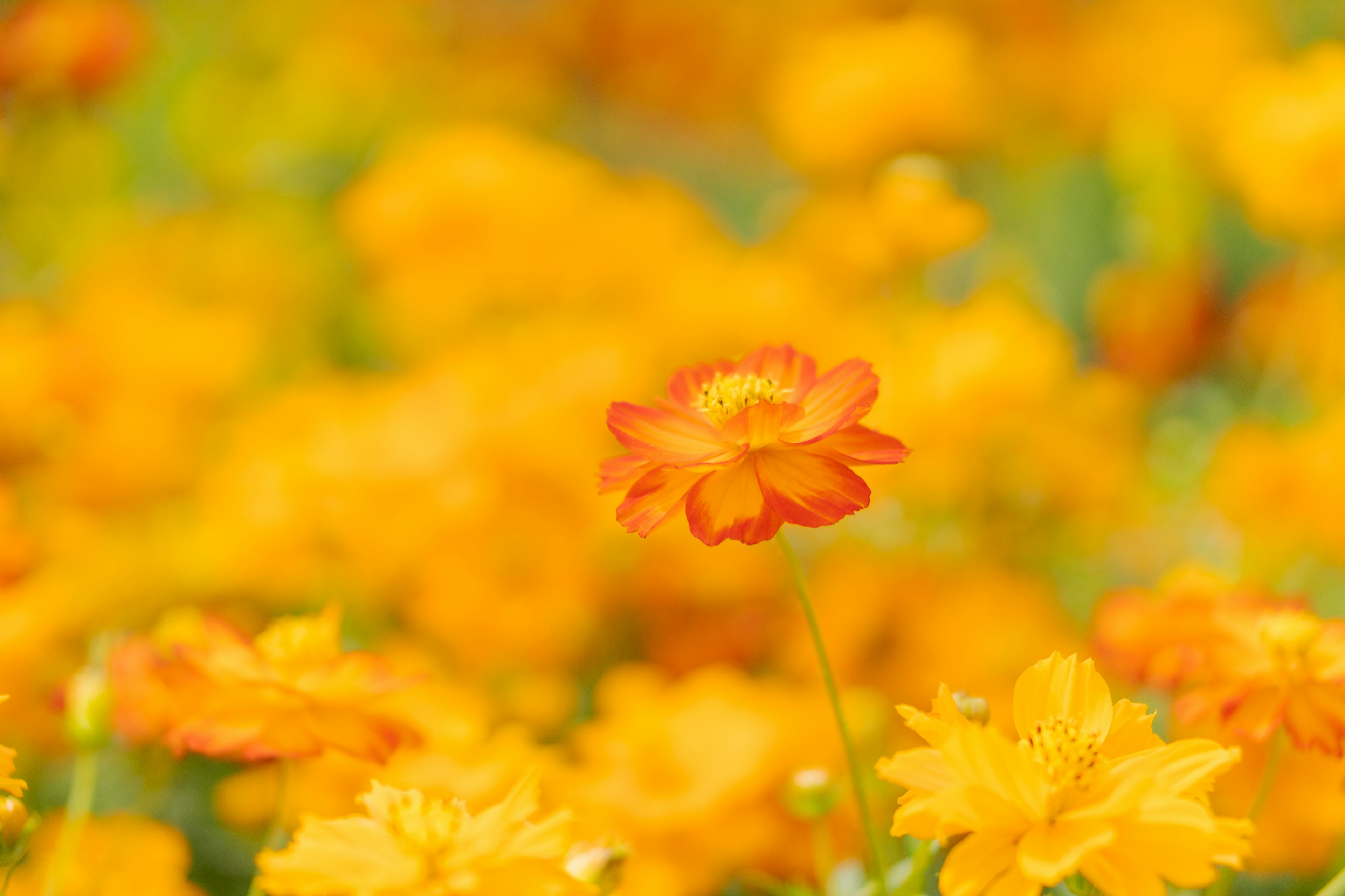 Una flor naranja vibrante se destaca contra un fondo de flores amarillas