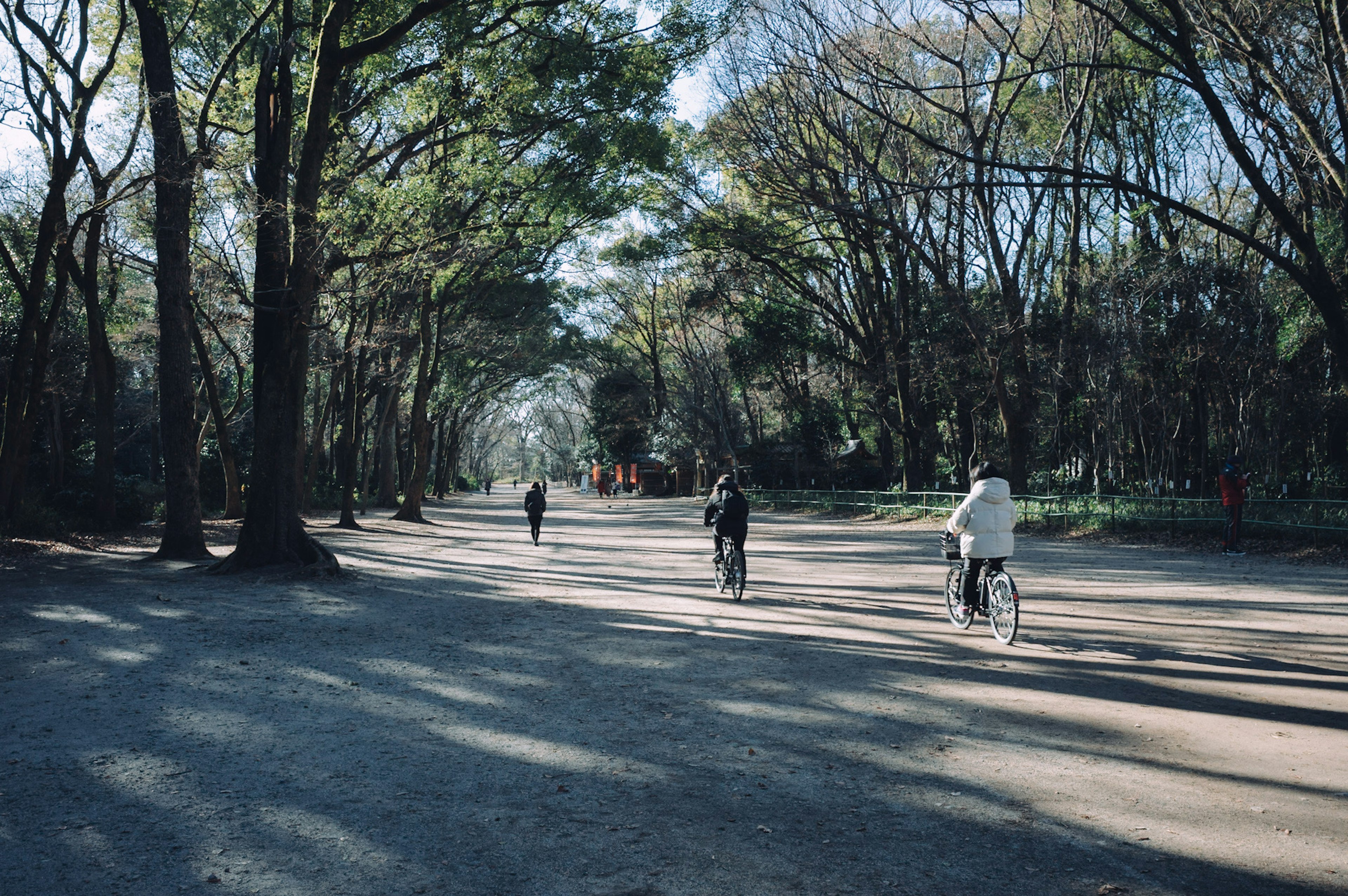 People walking and biking along a tree-lined path in a park