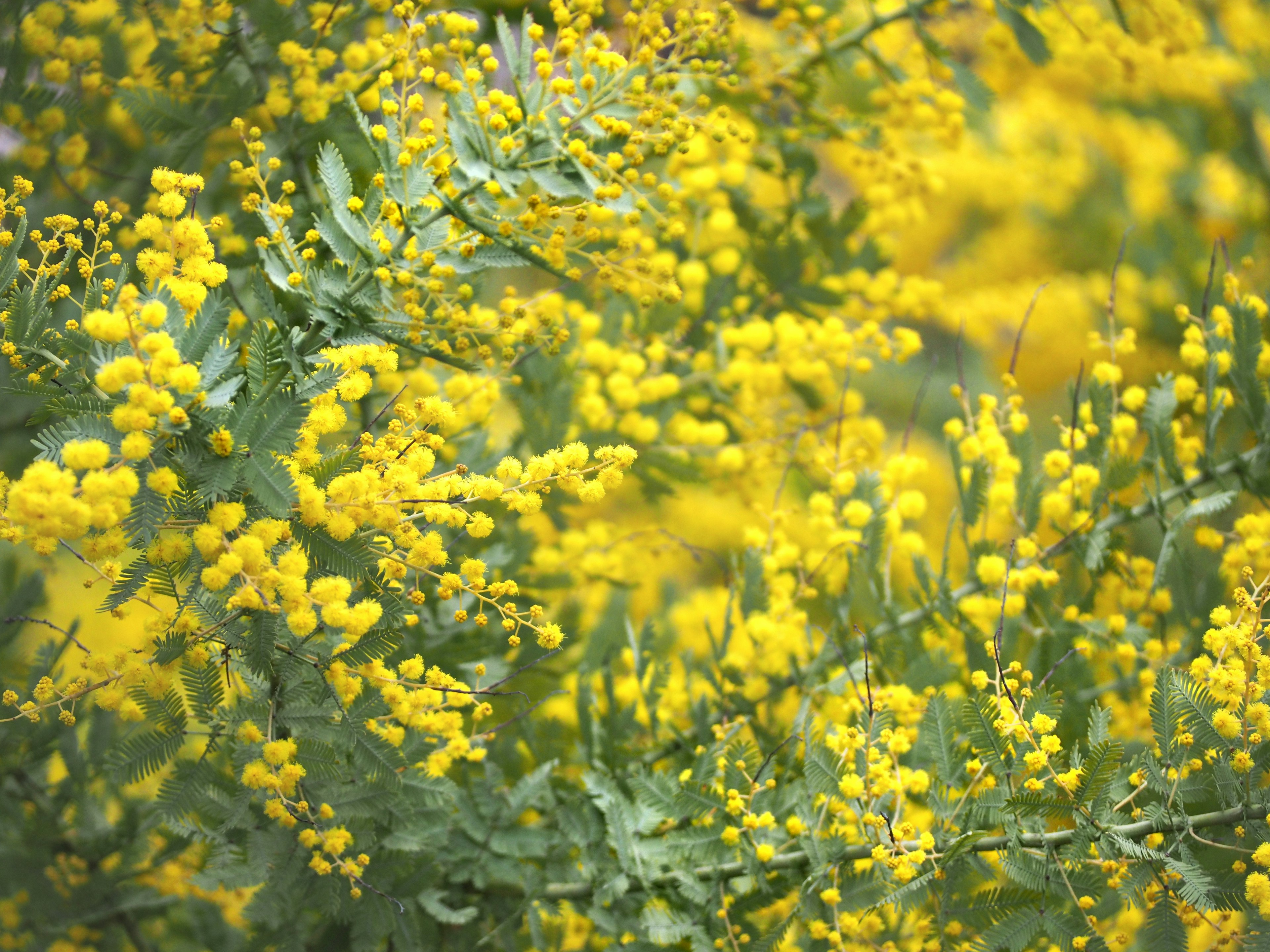 Close-up of mimosa plant with bright yellow flowers