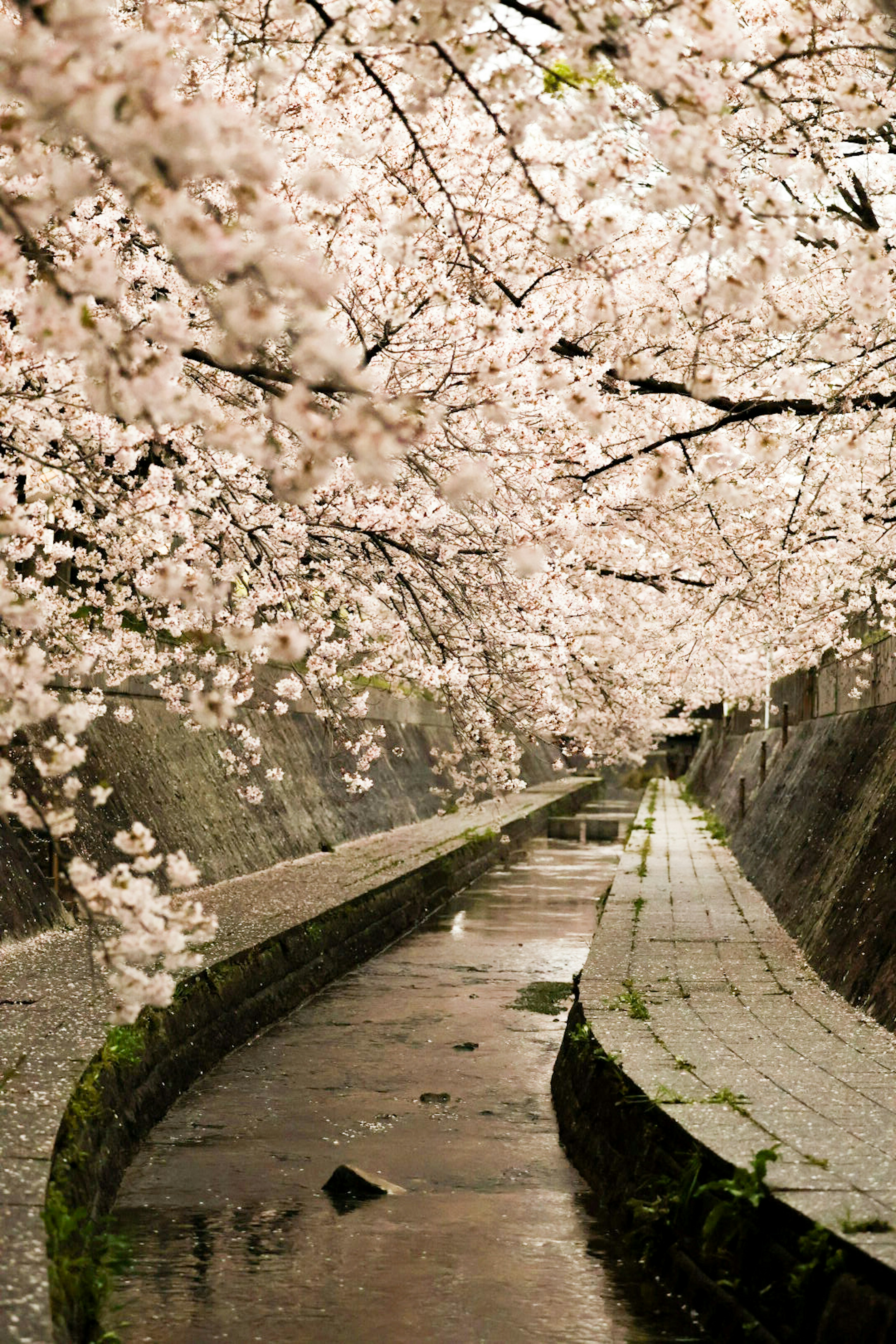 樱花树环绕的水道风景