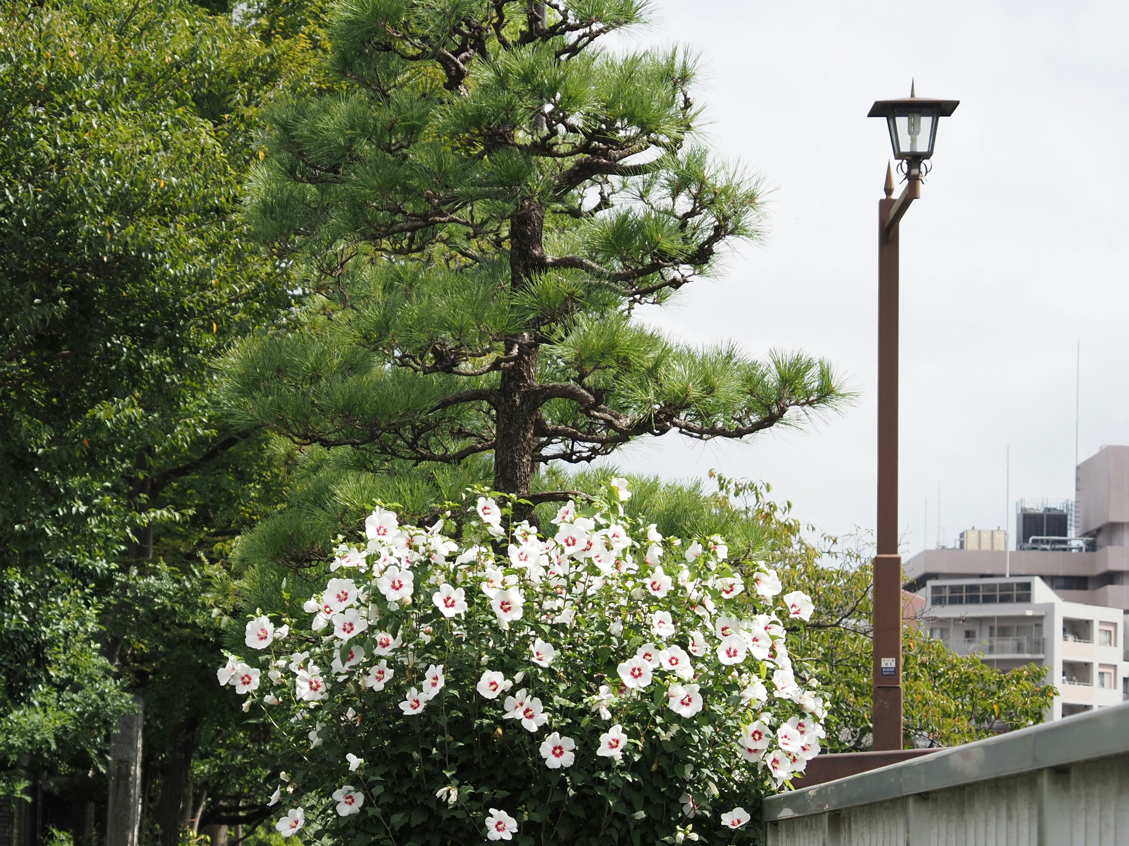 Parkszene mit einem grünen Baum und einem Busch mit weißen Blumen