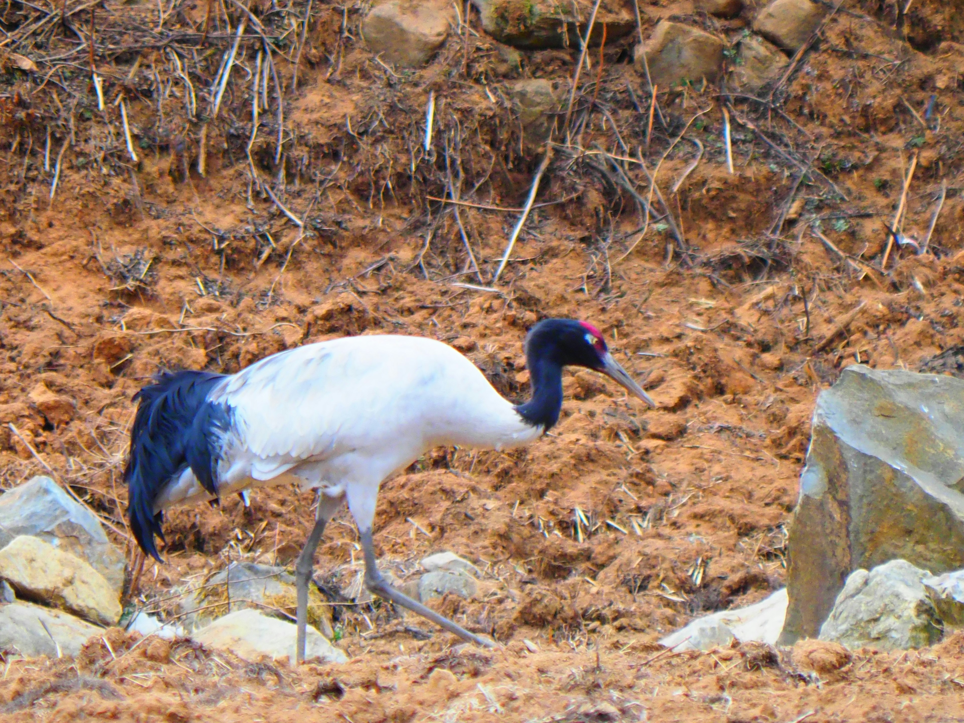 A Japanese crane with a black head and white body walking among rocks