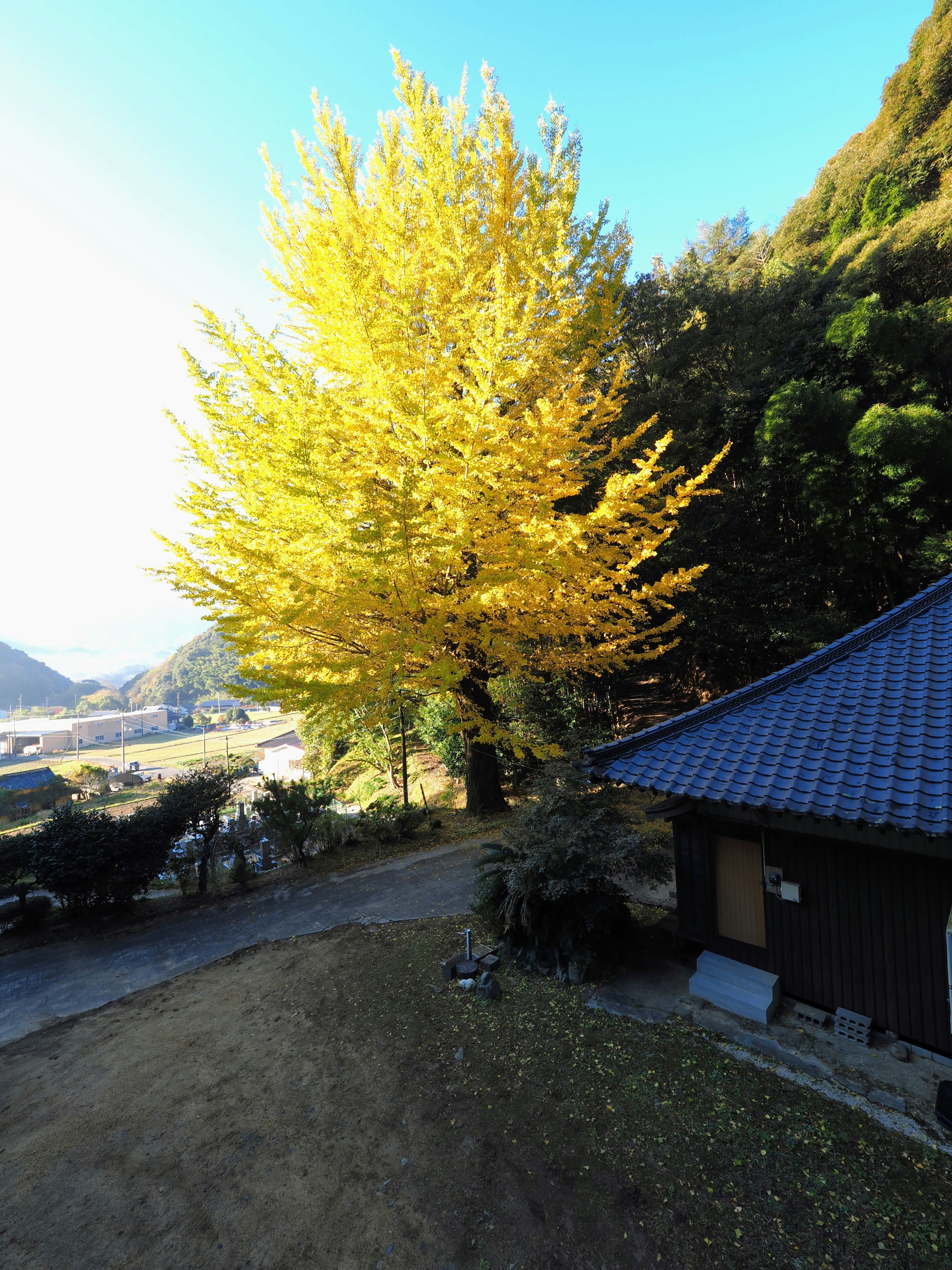 Vibrant yellow ginkgo tree beside a traditional Japanese house