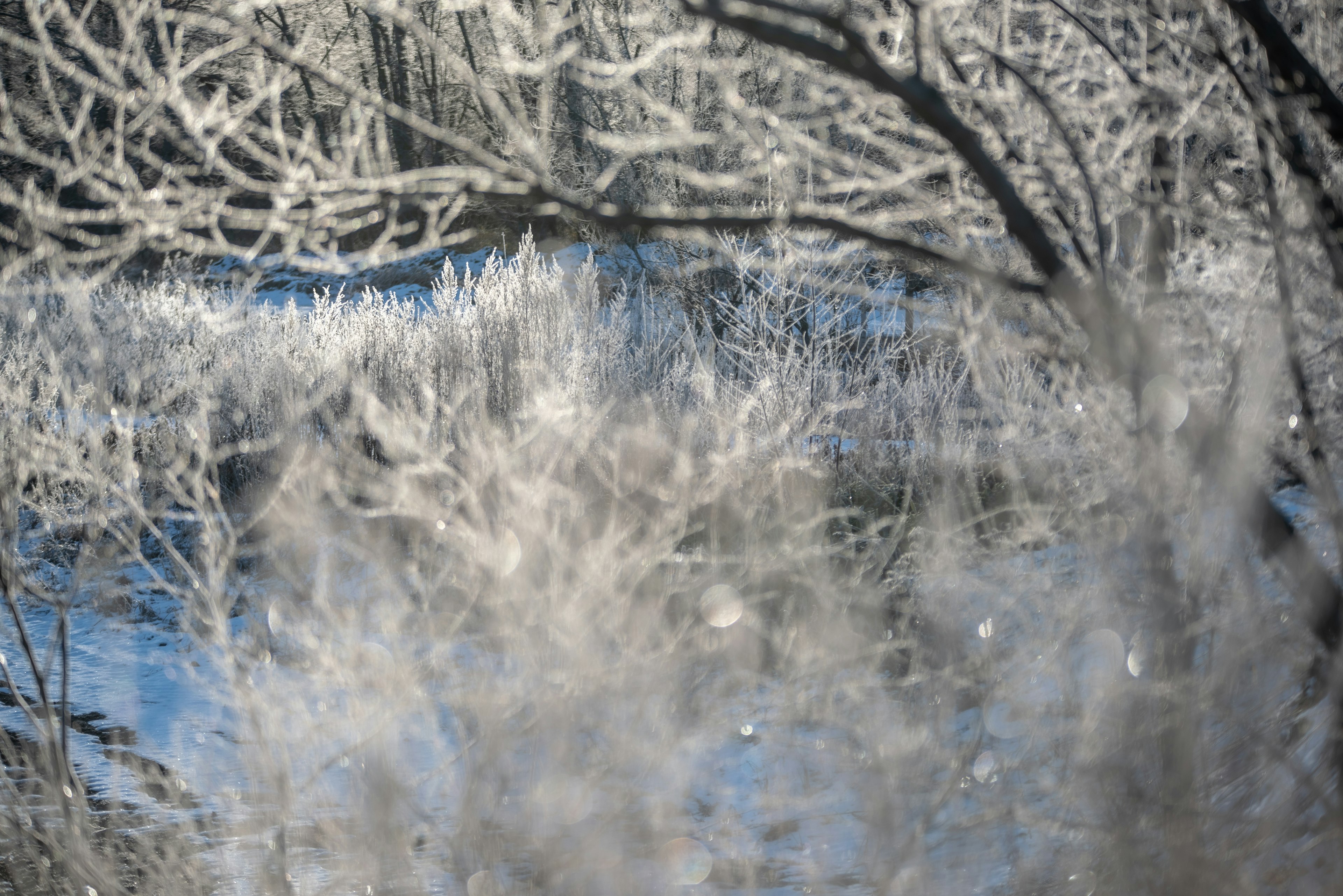 Winterlandschaft mit gefrorenen Bäumen und Gras in der Nähe von blauem Wasser