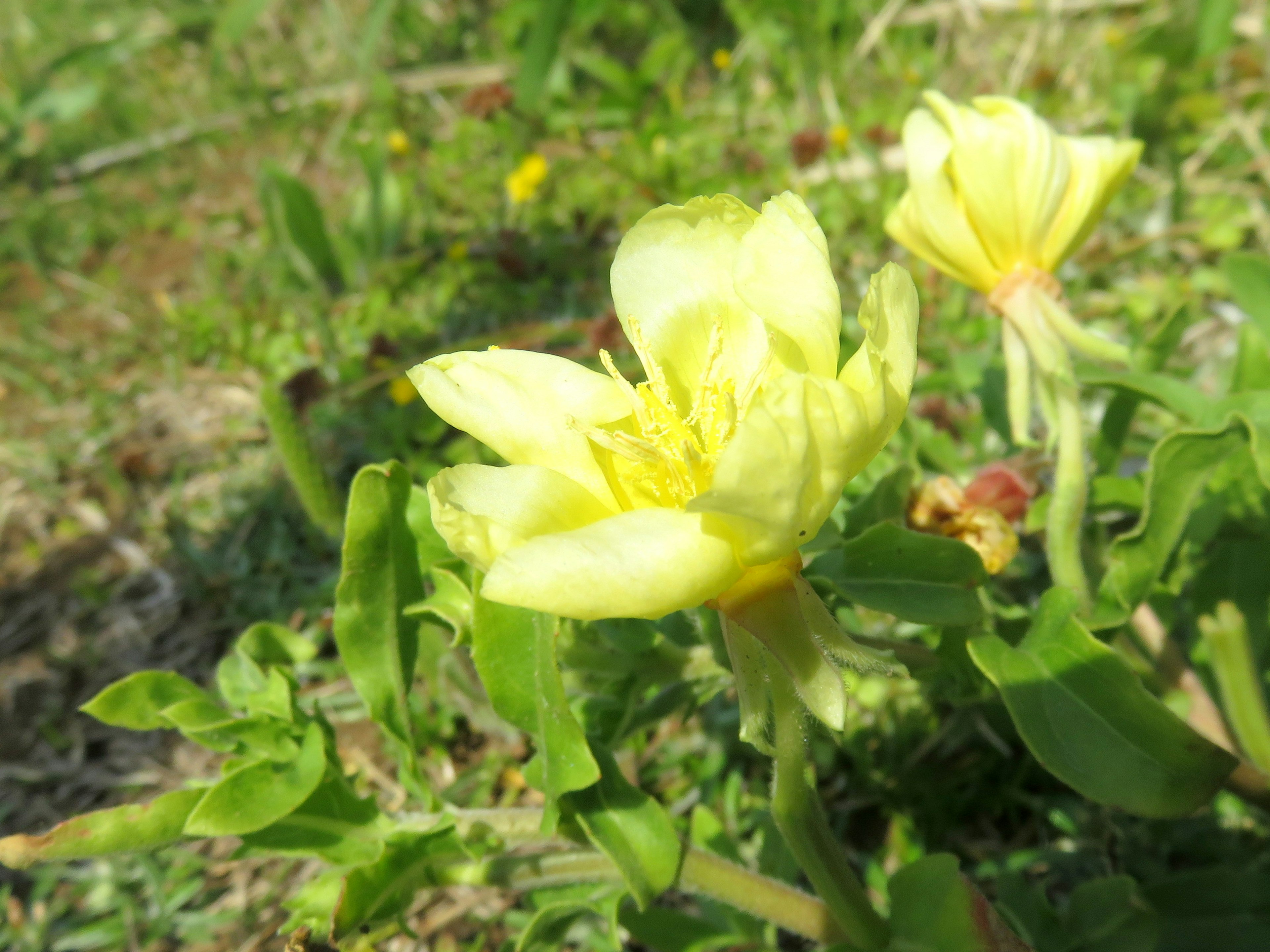 黄色い花と緑の葉が特徴的な植物