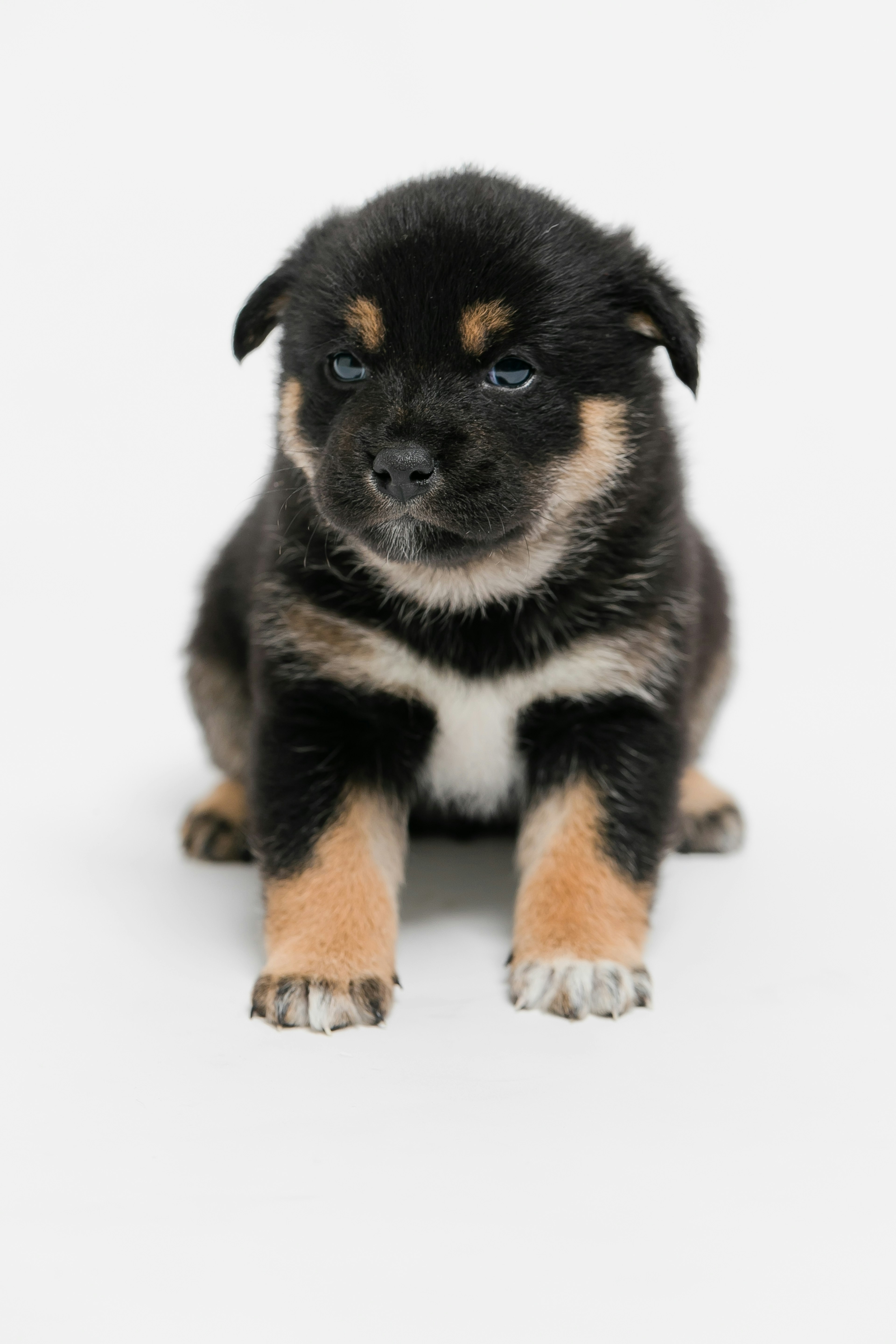 黒と茶色の子犬が座っている