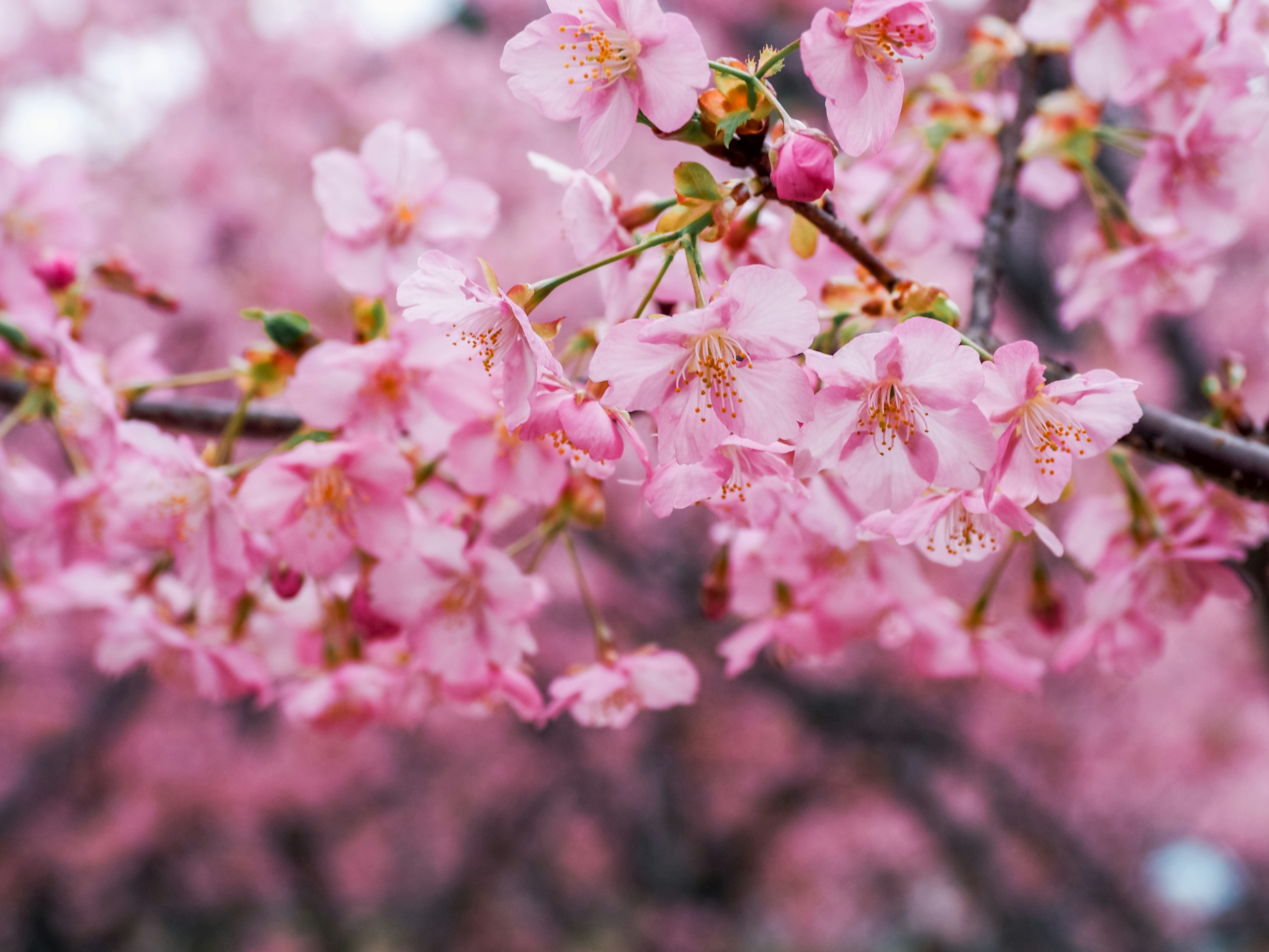 Close-up bunga sakura di cabang pohon