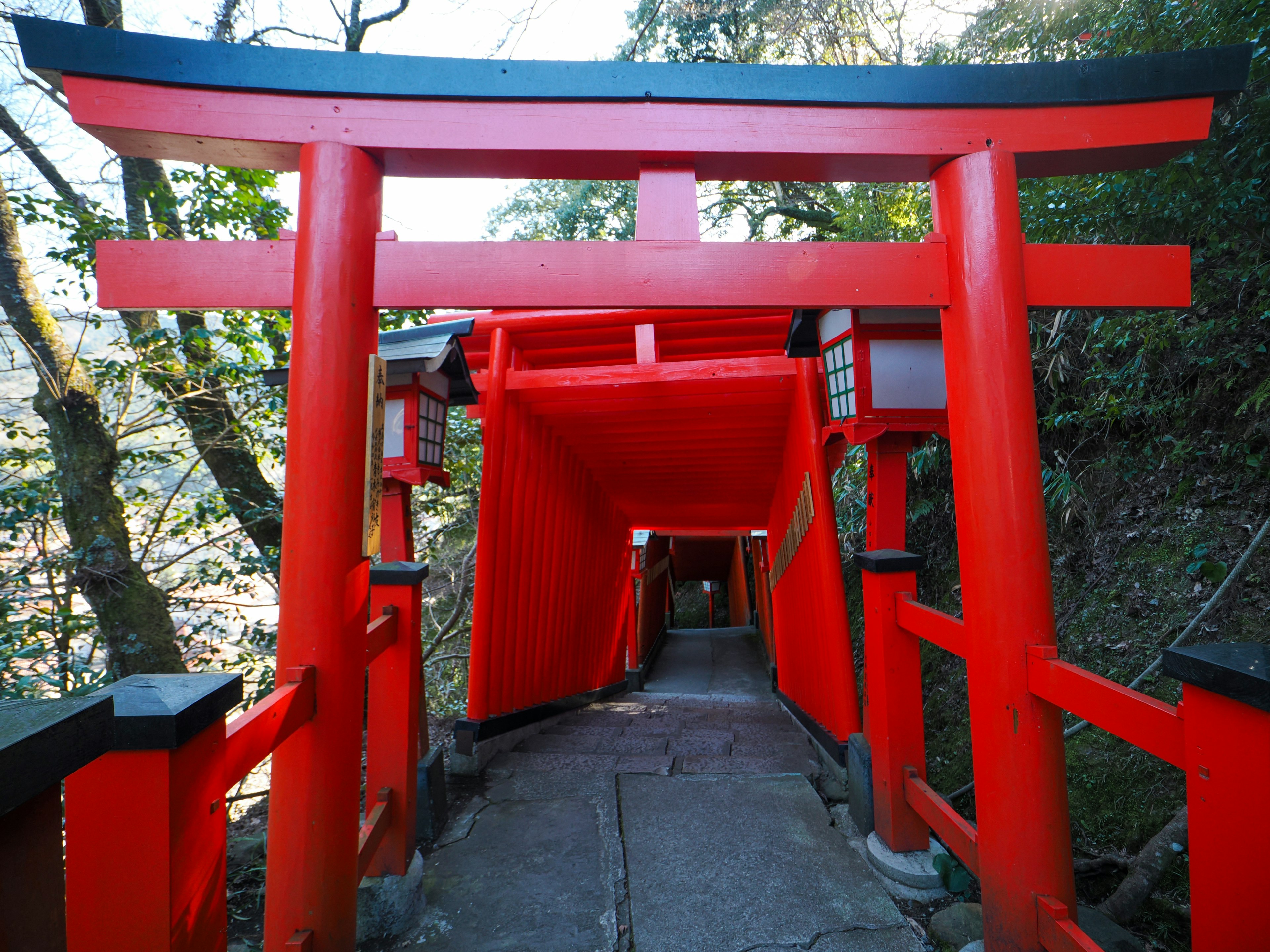 Terowongan torii merah yang melewati area berhutan