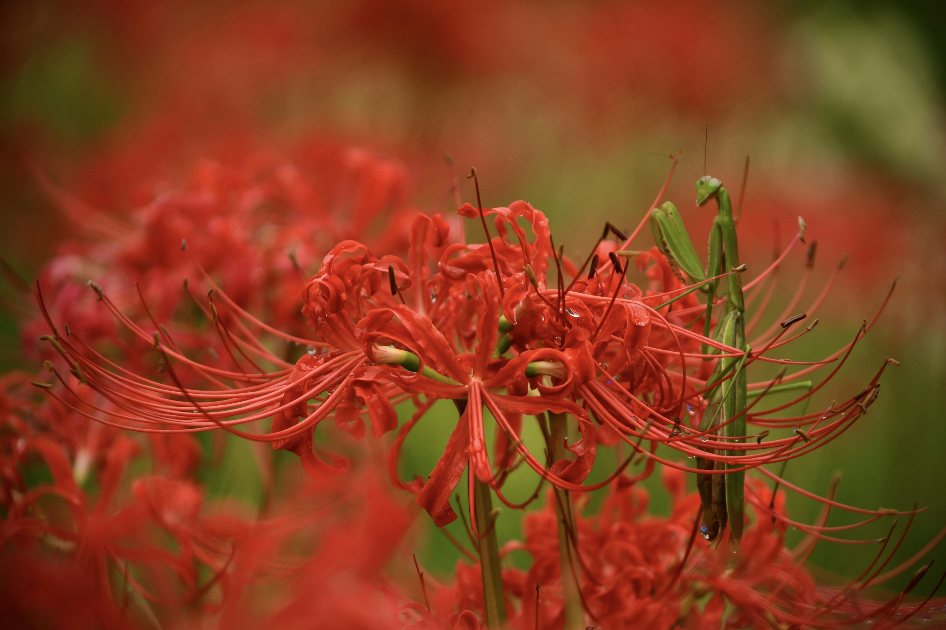 真っ赤な彼岸花の花が咲いている様子