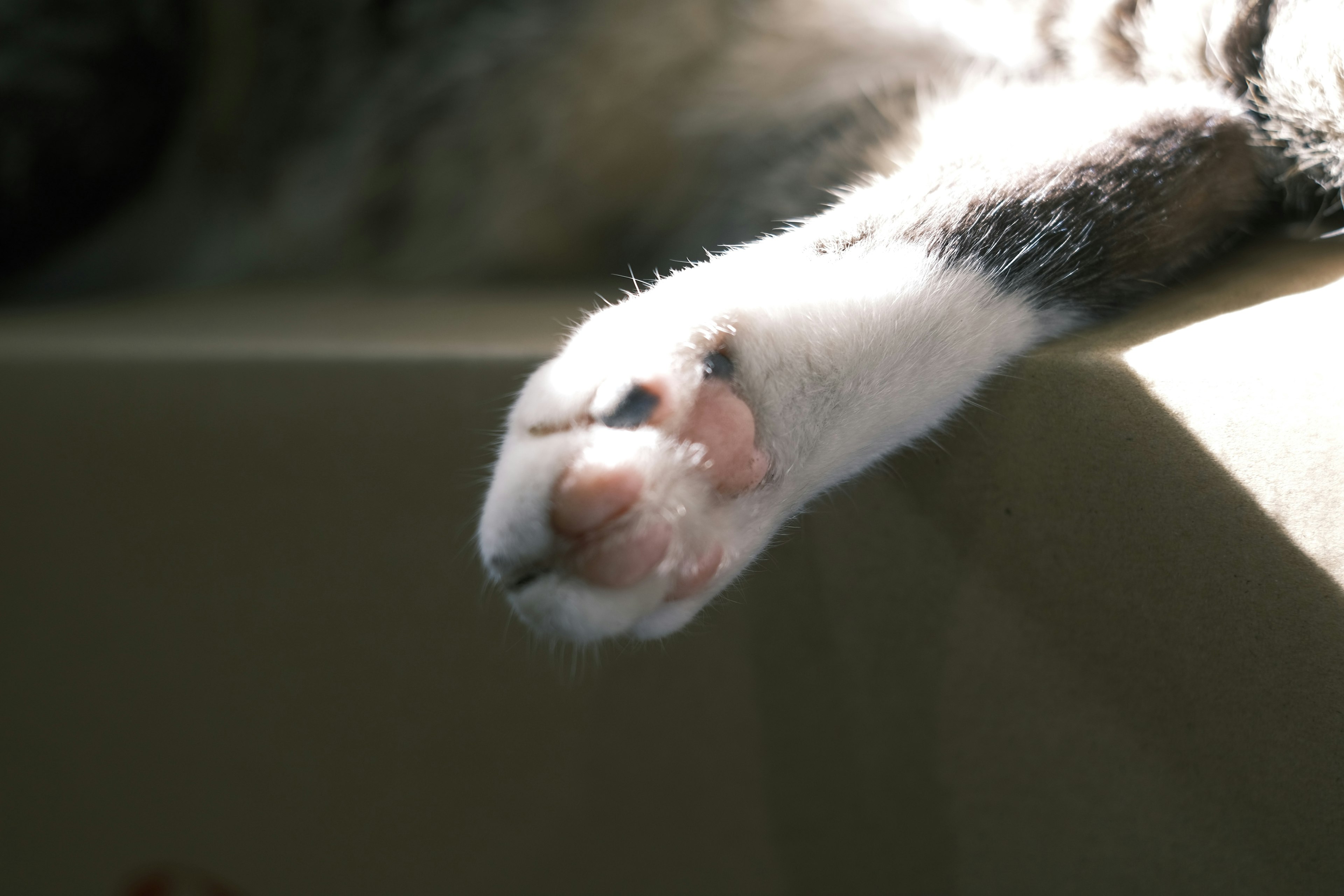 Primo piano di una zampa di gatto con pelo bianco e cuscinetti rosa