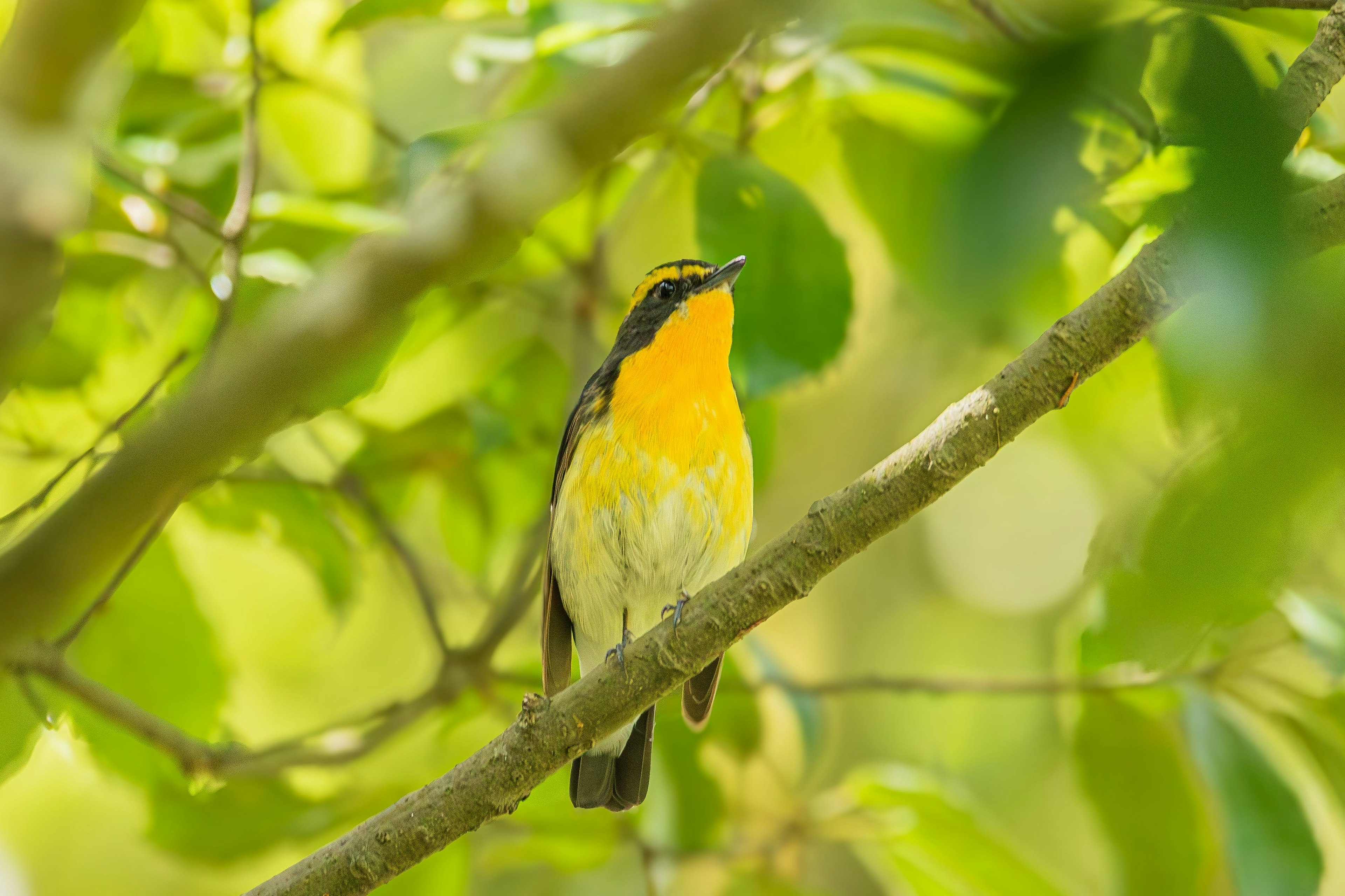 Un petit oiseau avec une poitrine jaune perché sur une branche avec un fond vert