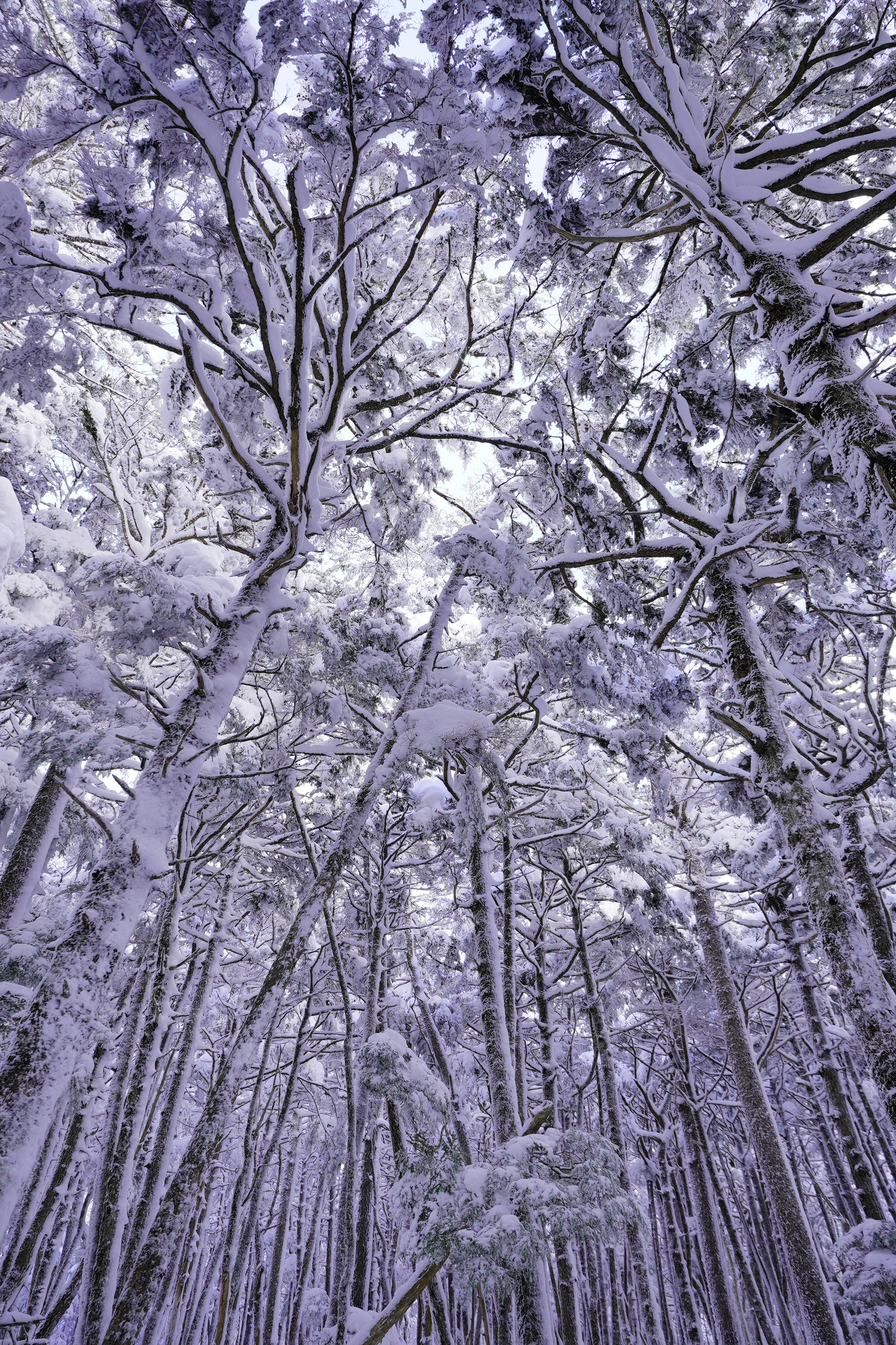 A mystical forest scene with snow-covered trees reaching towards the sky