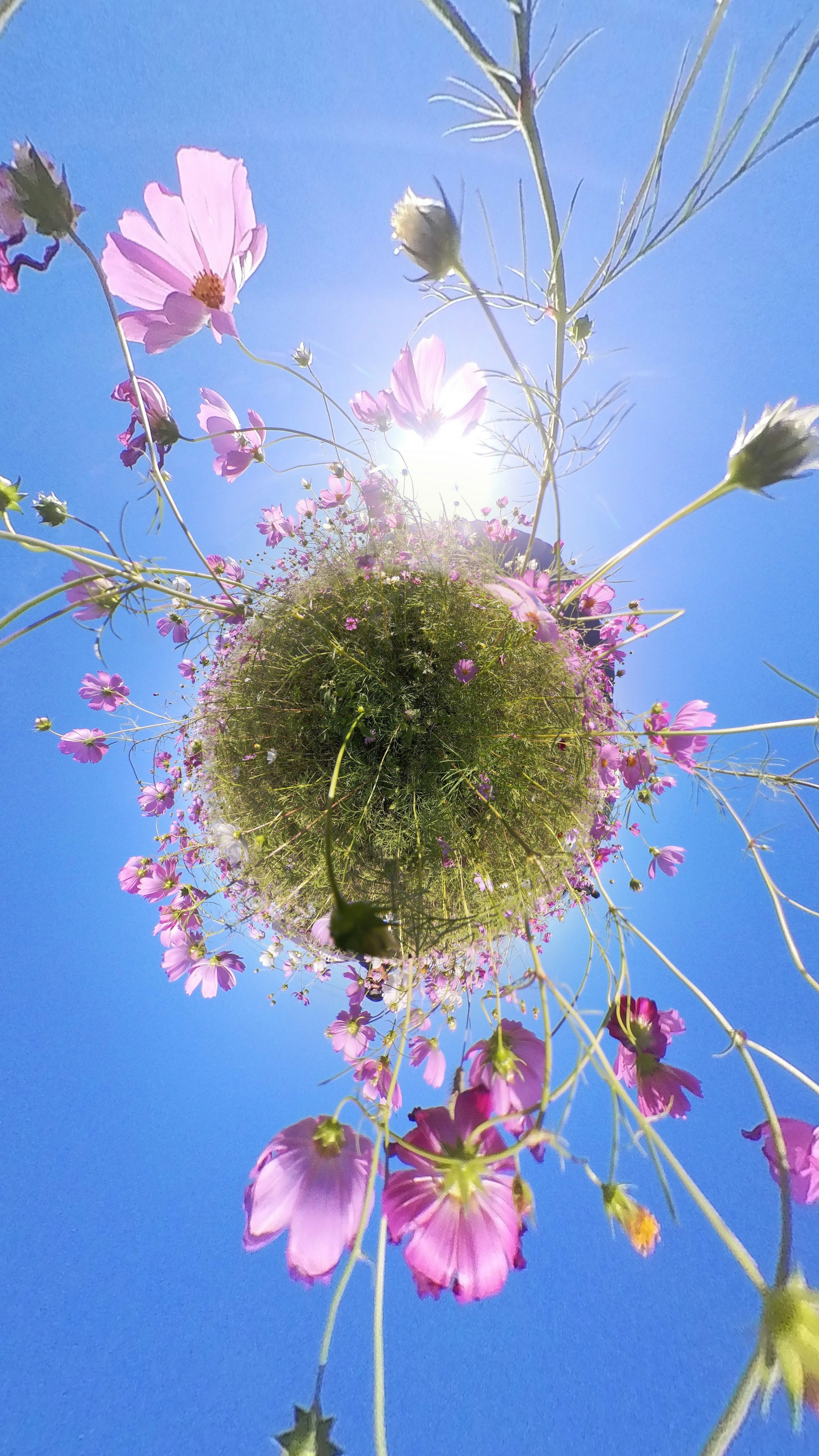 Un gruppo sferico di erba verde circondato da fiori rosa contro un cielo blu chiaro