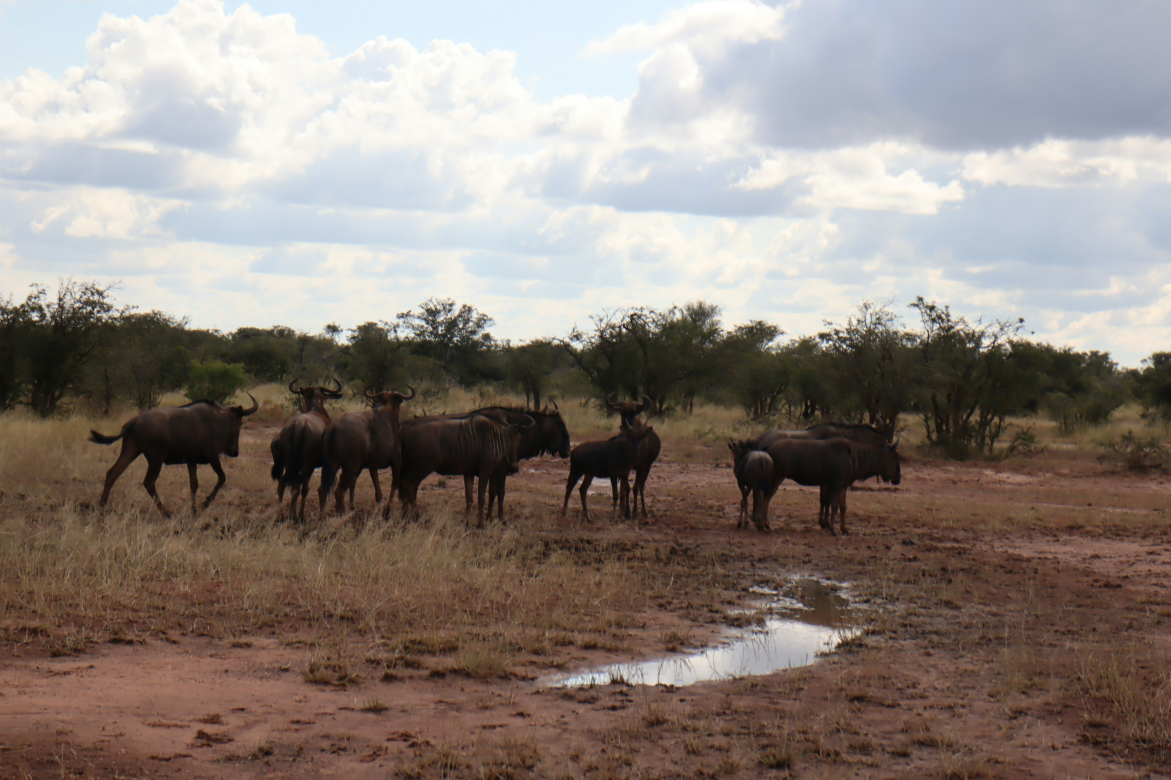 A herd of wildebeests walking through a dry savanna