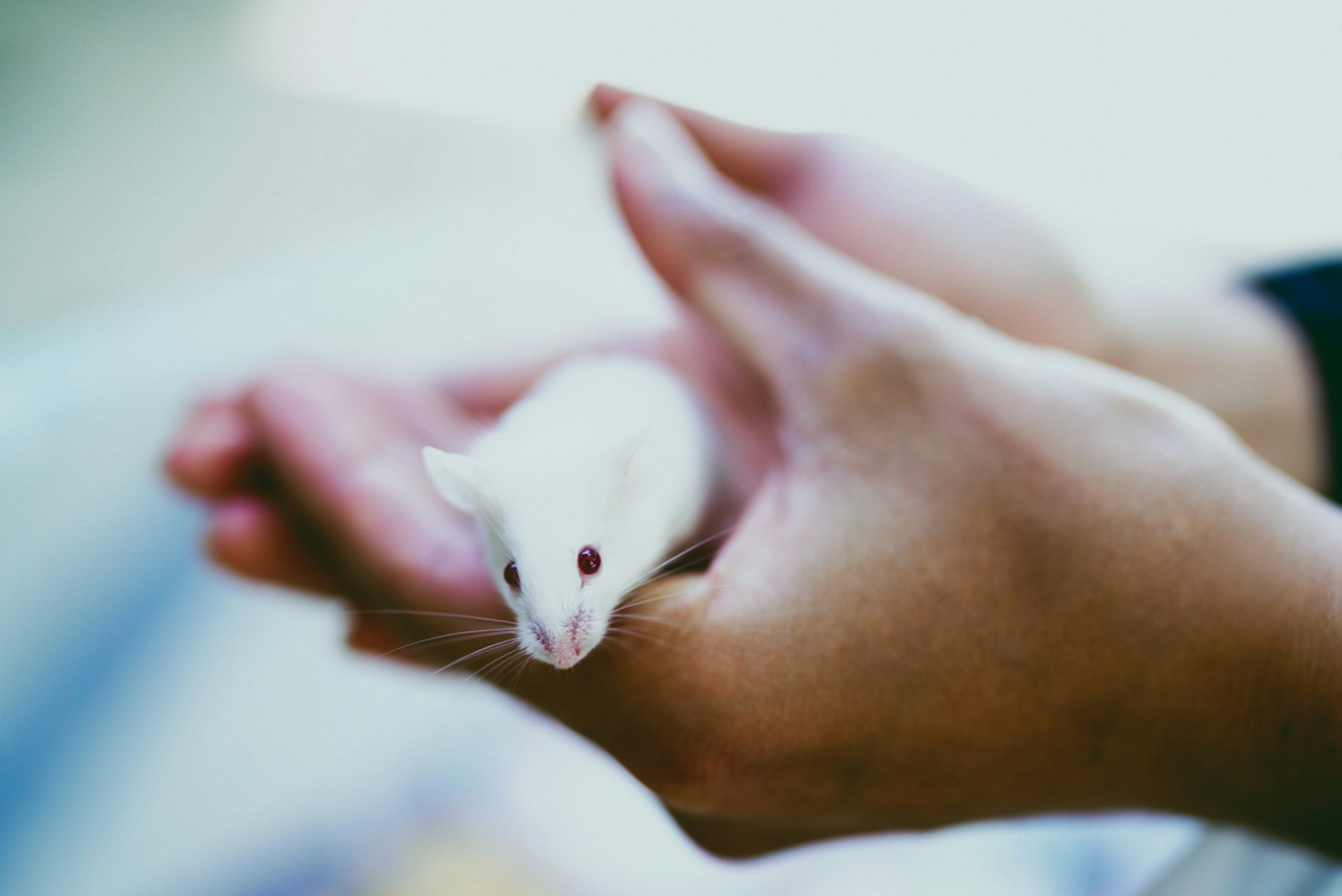 A white mouse sitting in cupped hands