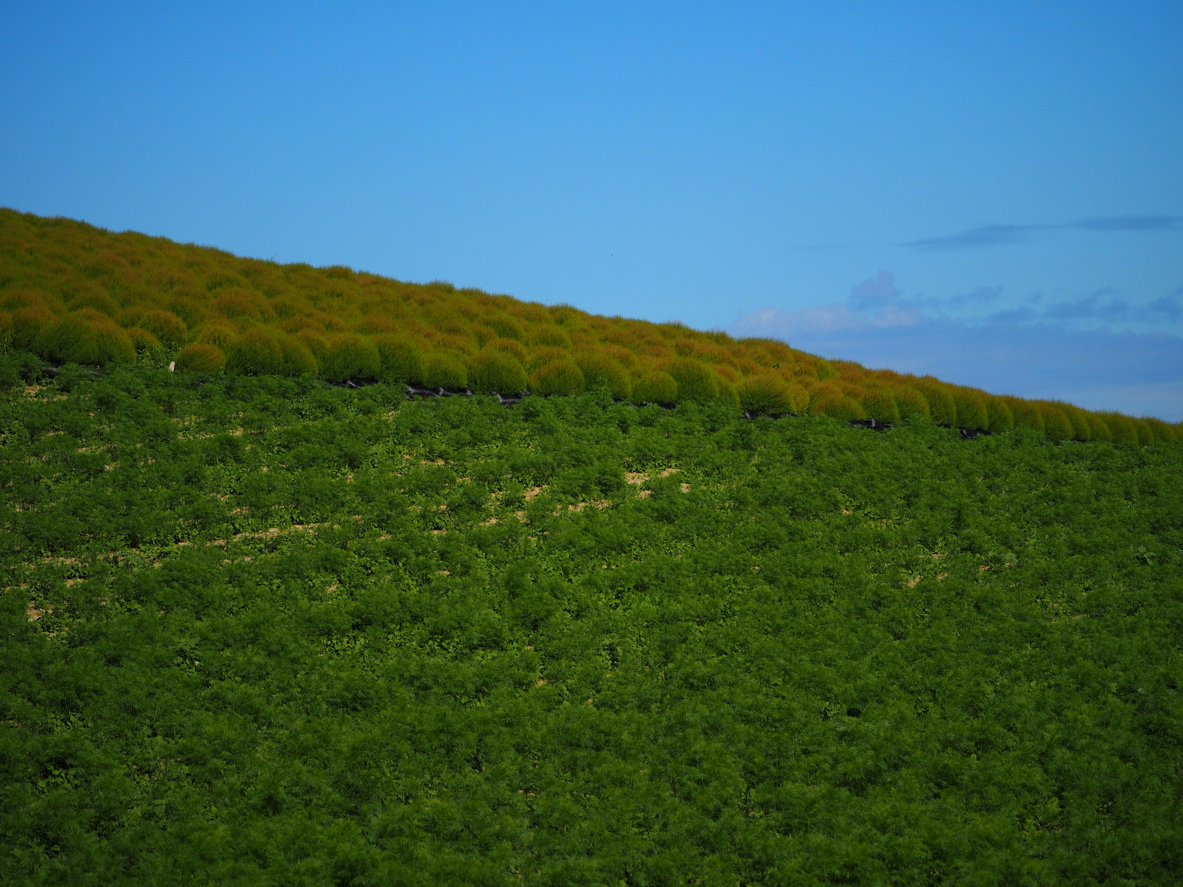 Hügel mit grünen und orangefarbenen Hängen vor blauem Himmel