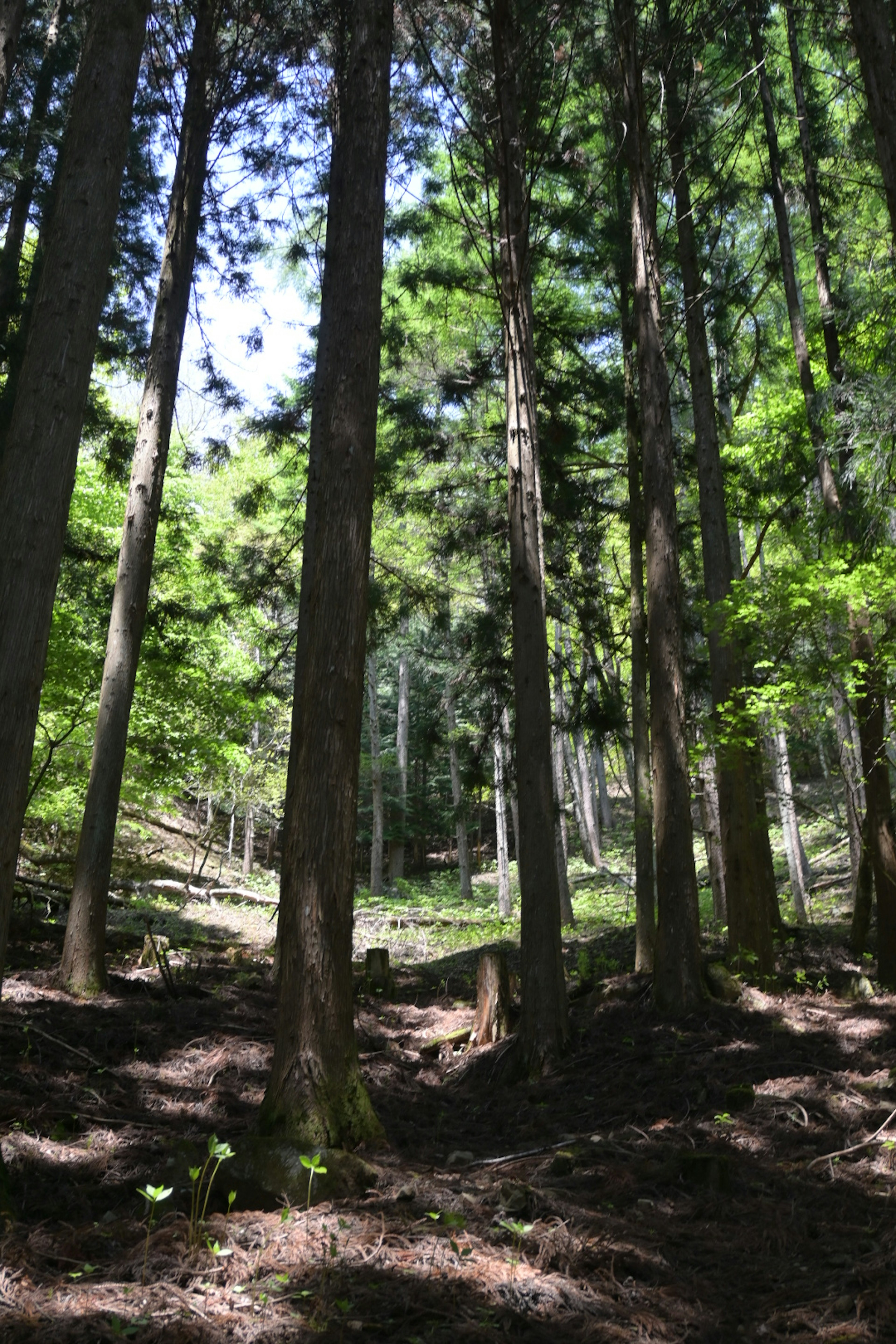 Serene forest landscape surrounded by green trees