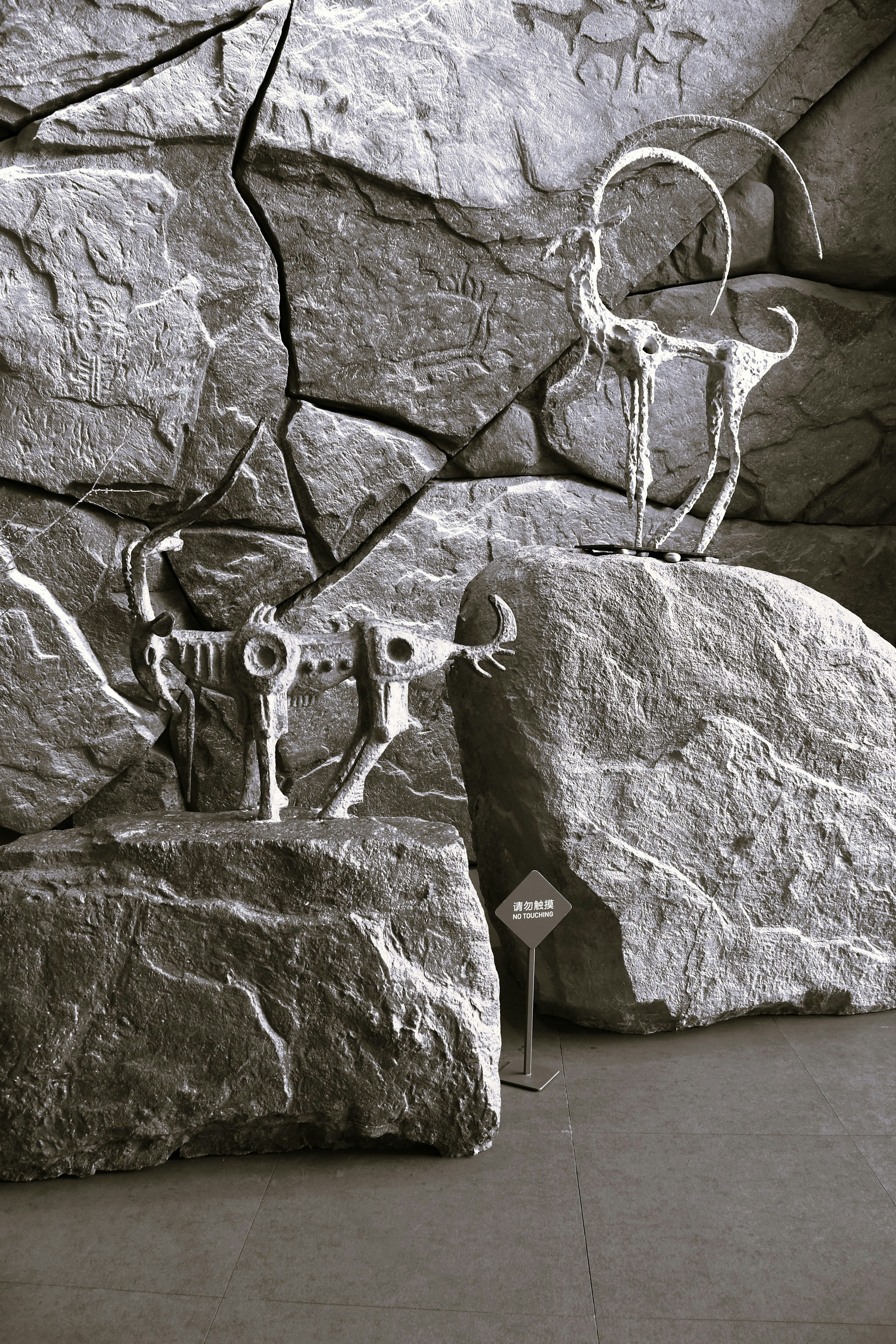 Specimens of animal skulls displayed against a rocky background