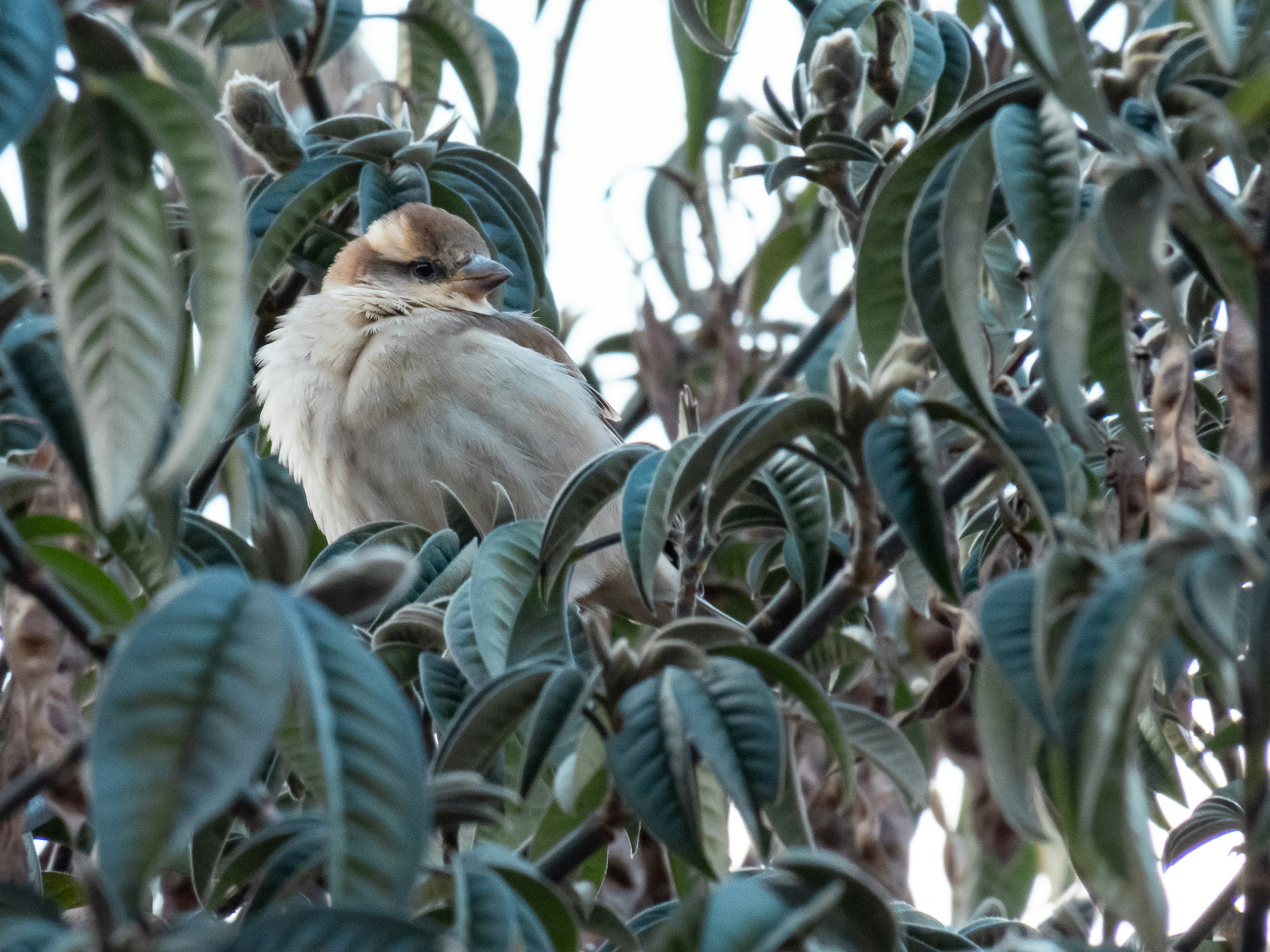 Small bird hidden among green leaves